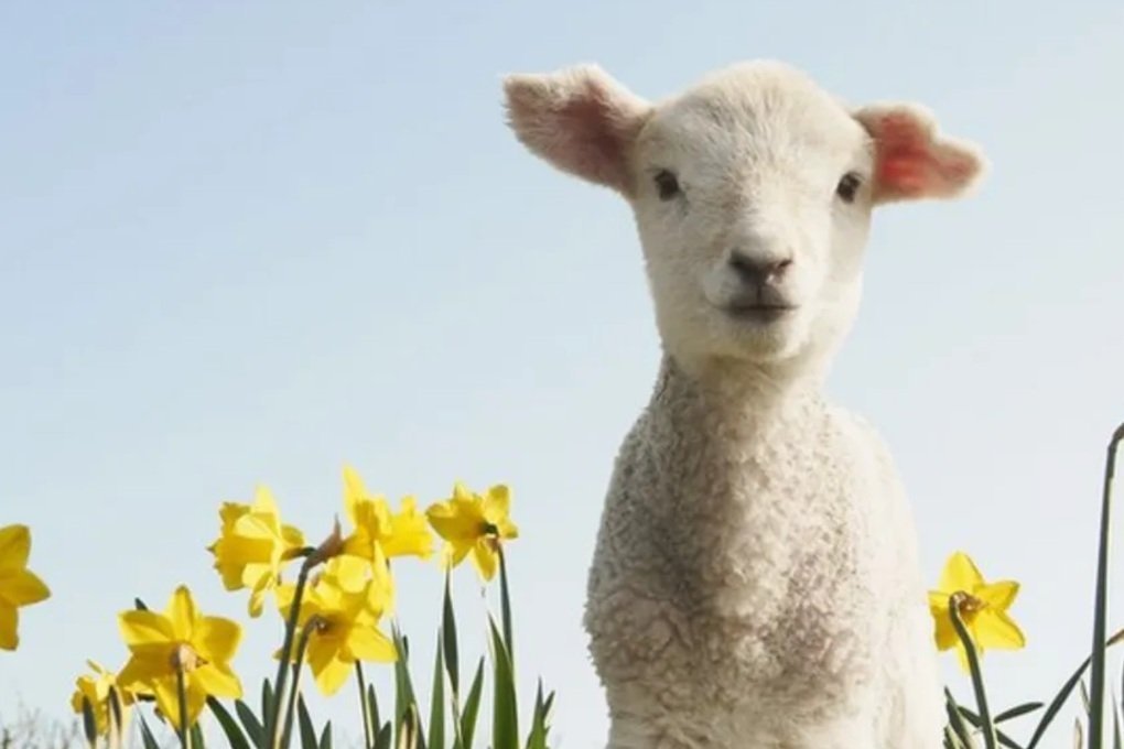 Springtime in the Square