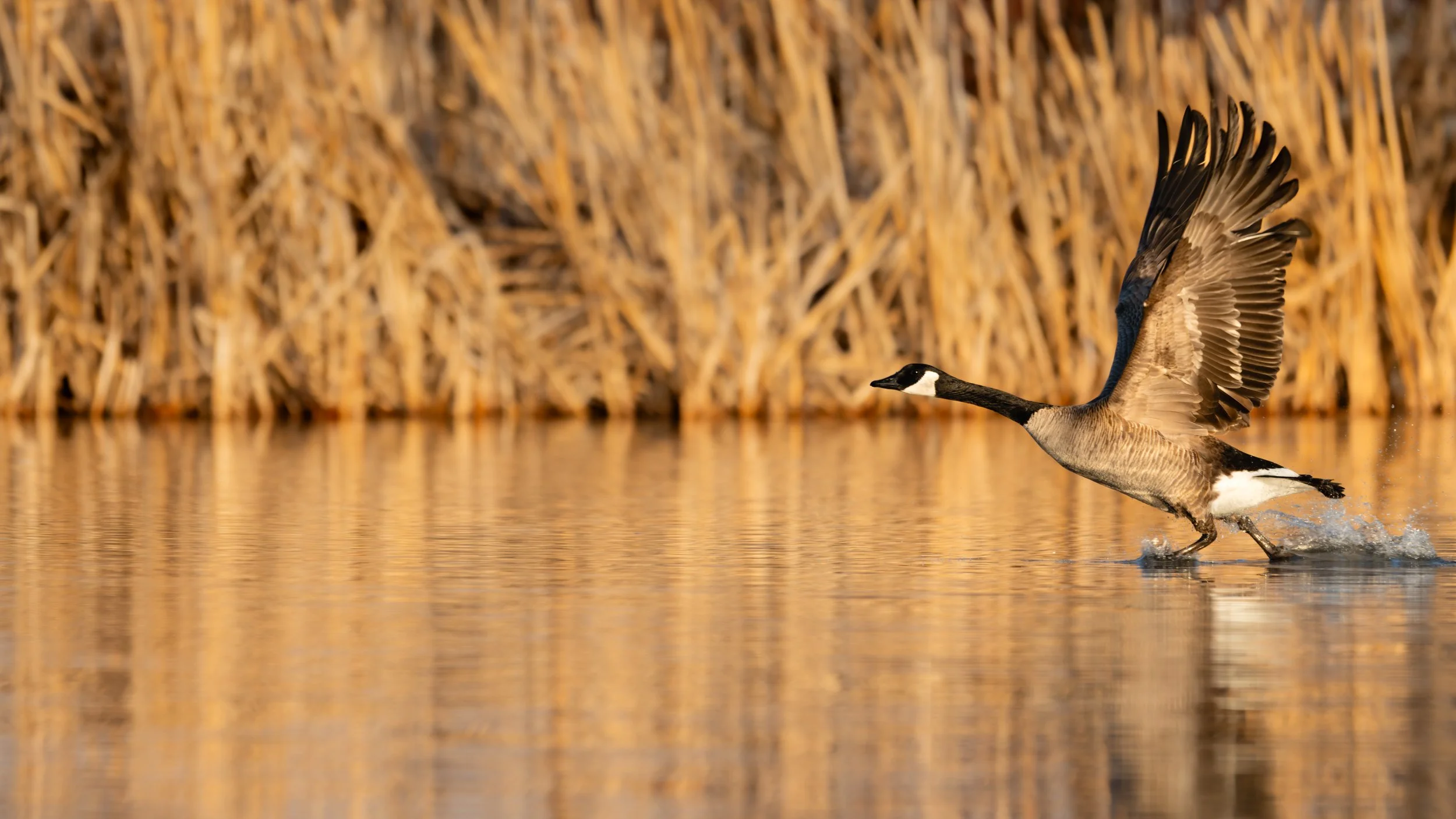 Clear For Take-Off