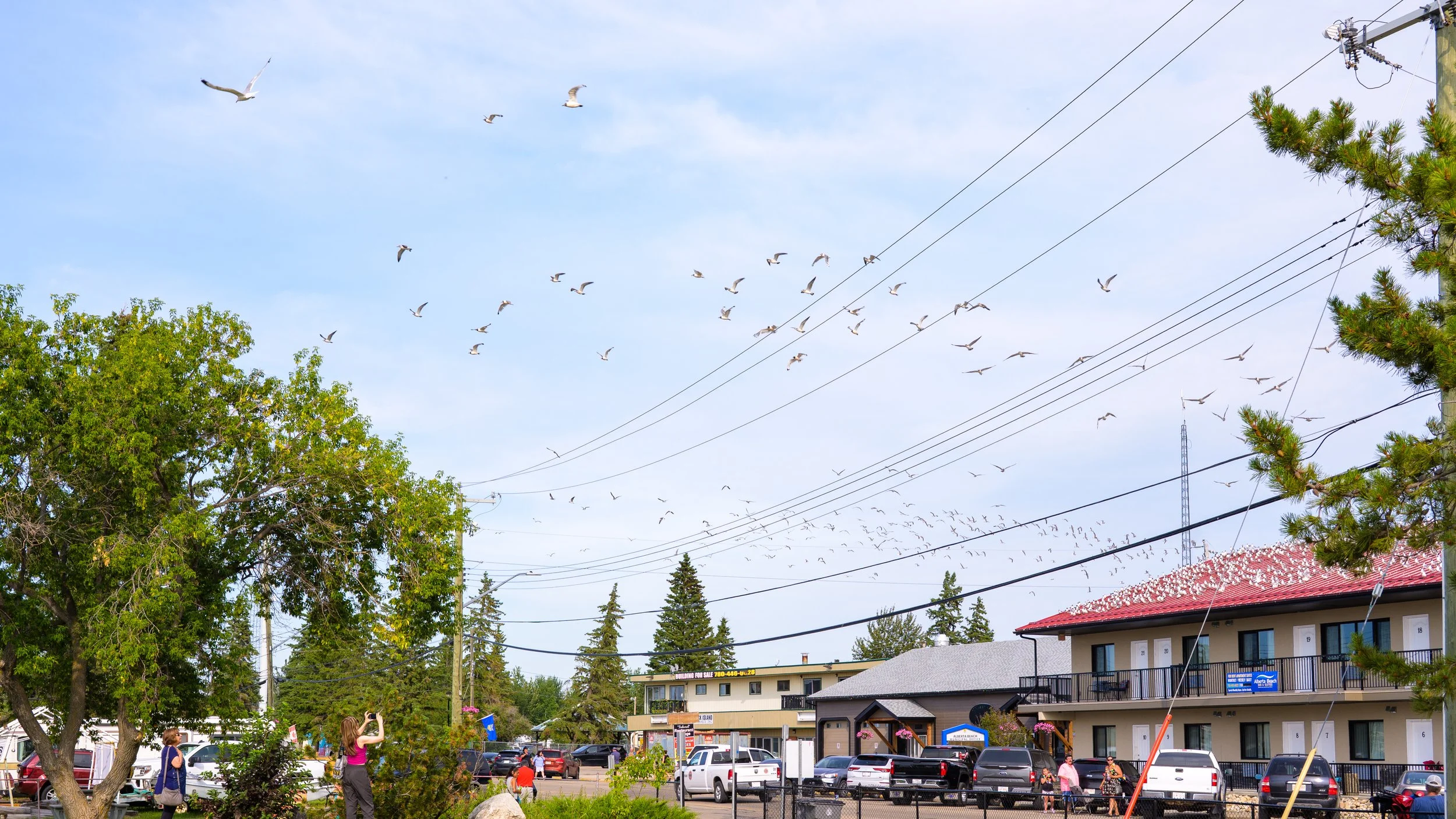 Gulls Everywhere!