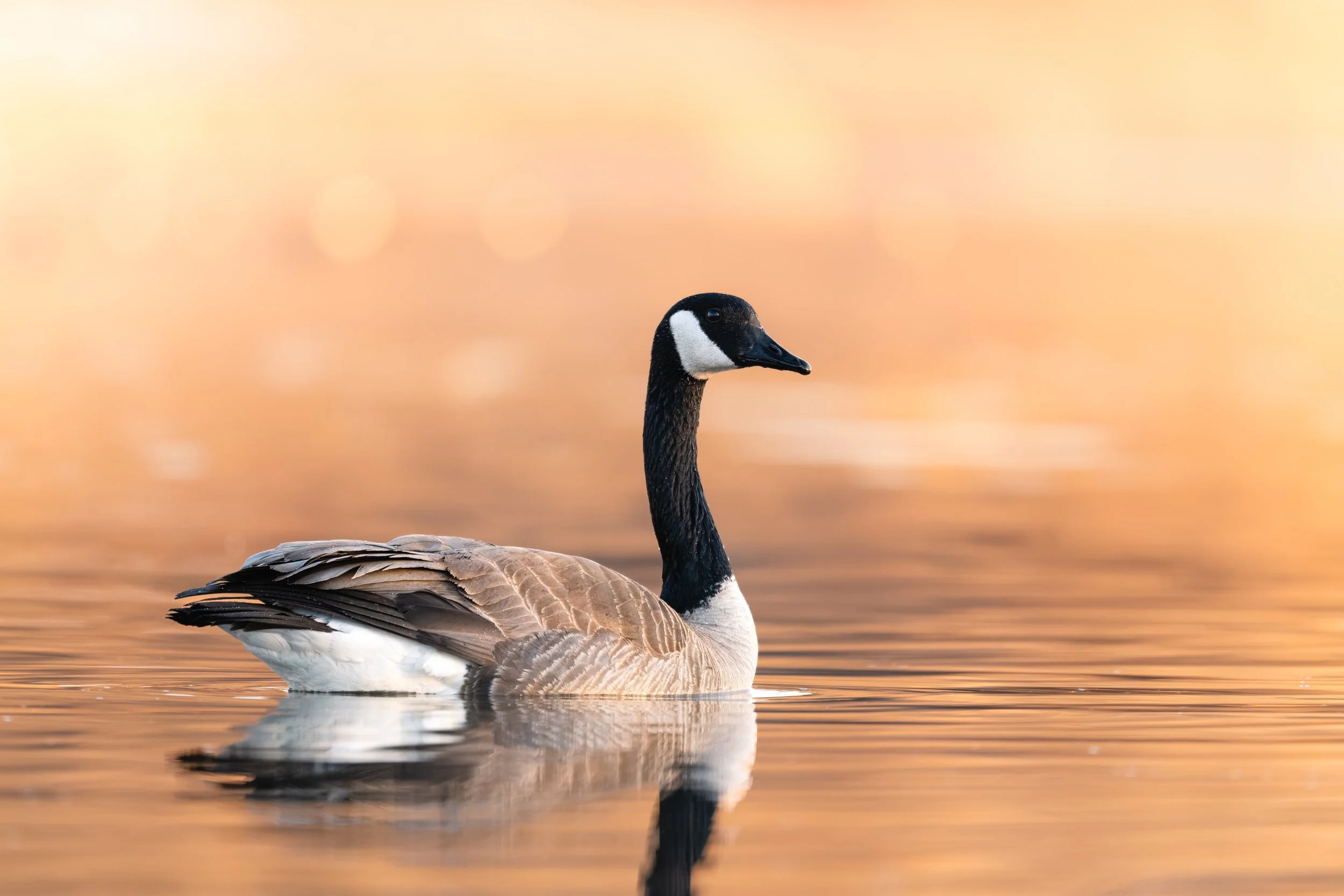 Floating Beauty