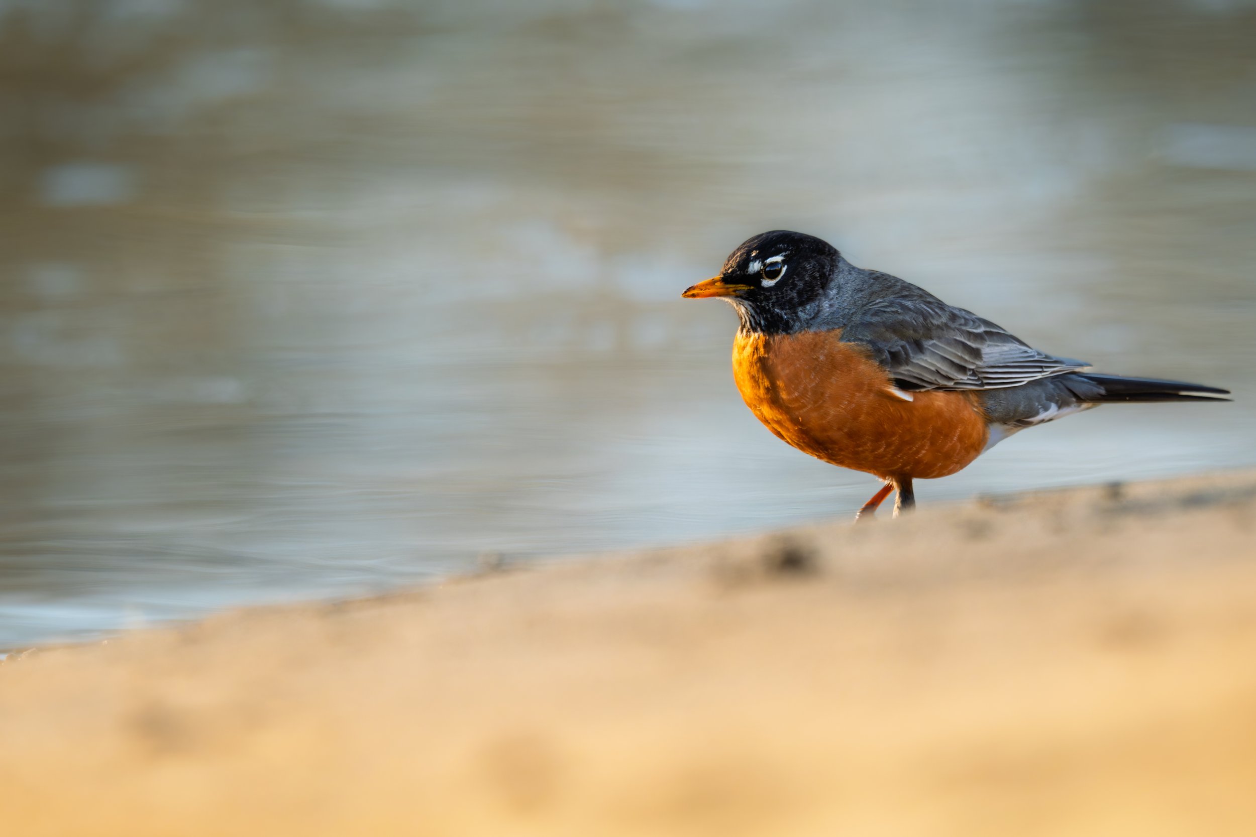 Beachy Robin