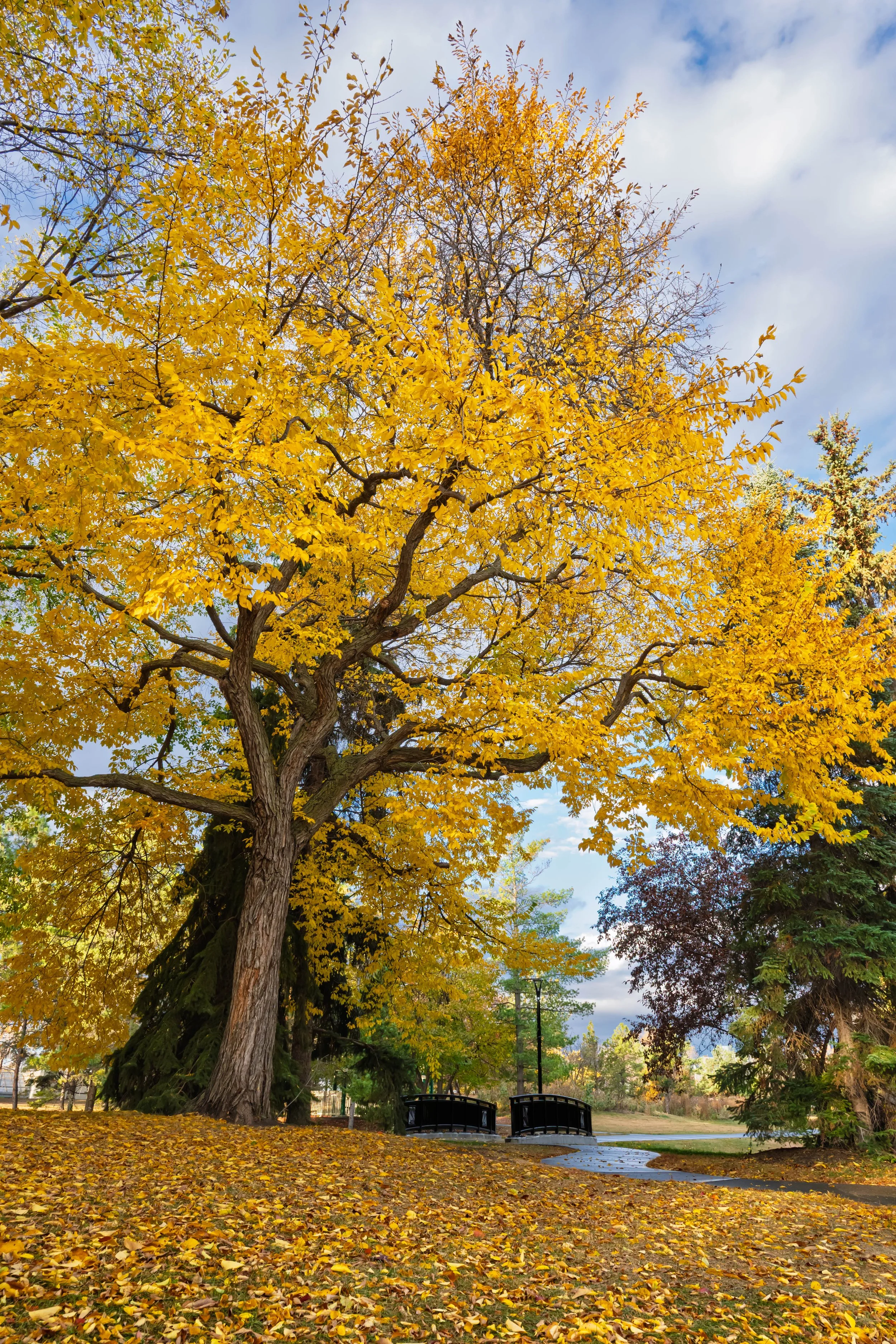 A large tree with yellow autumn leaves in a park during fall, with fallen leaves on the ground and a small bridge, under a partly cloudy sky.