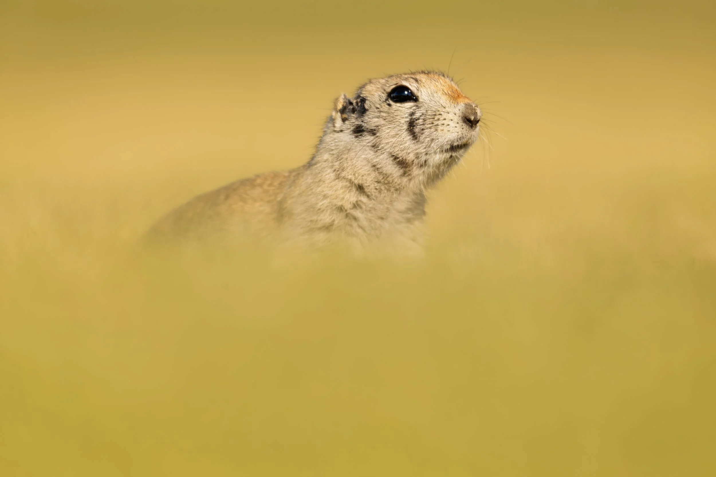 I See You