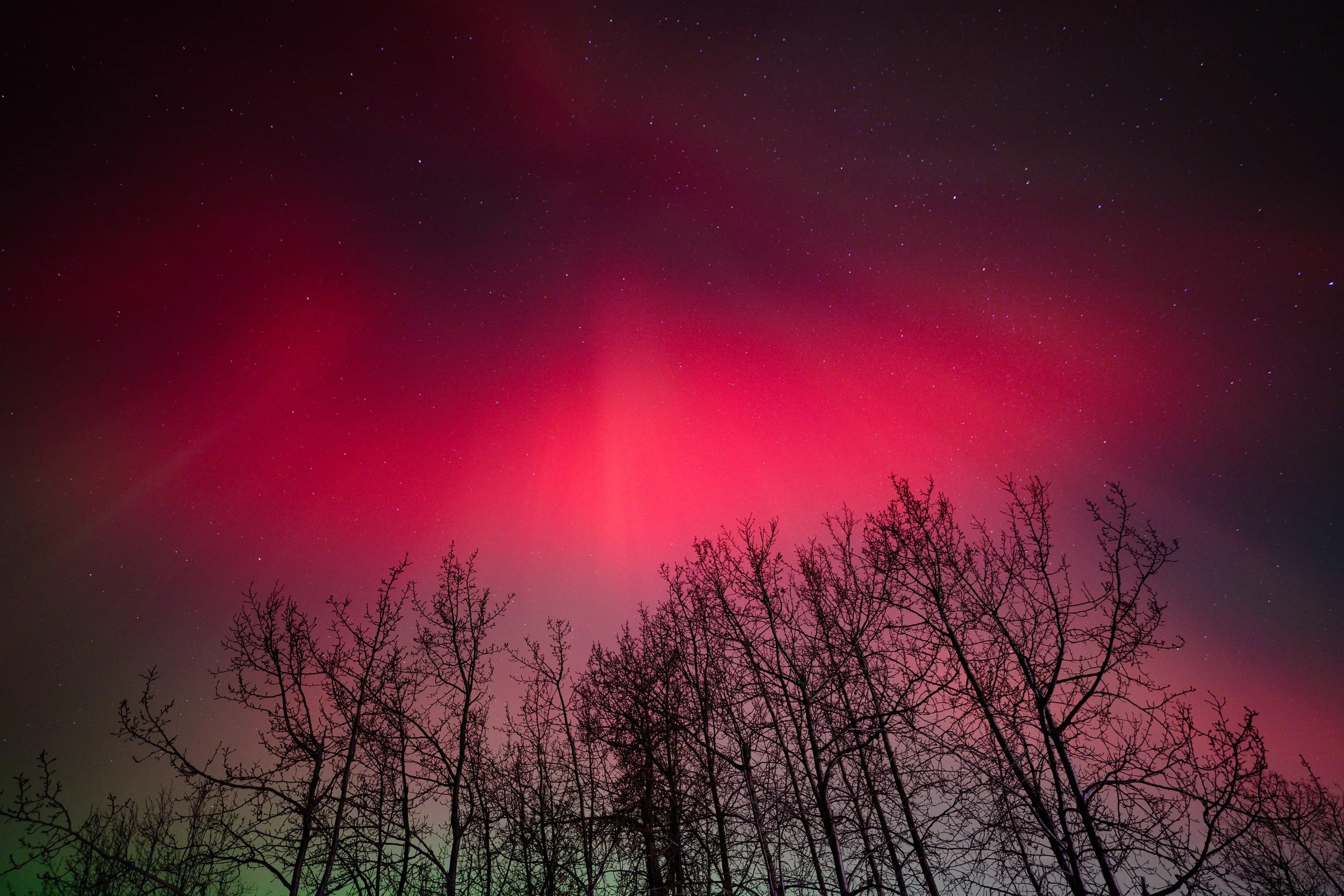 Northern Lights (aurora borealis) over bare trees with a starry sky.