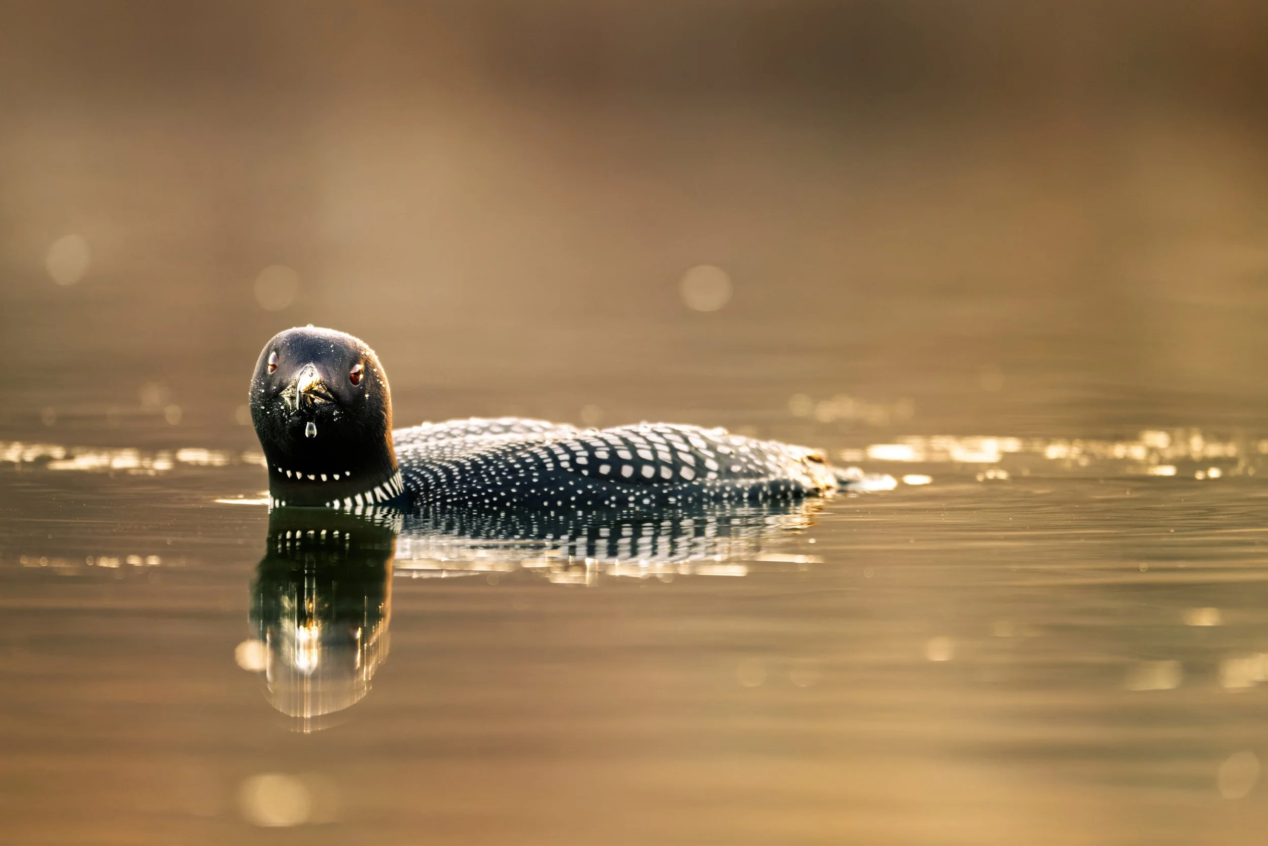 Skimming the Surface