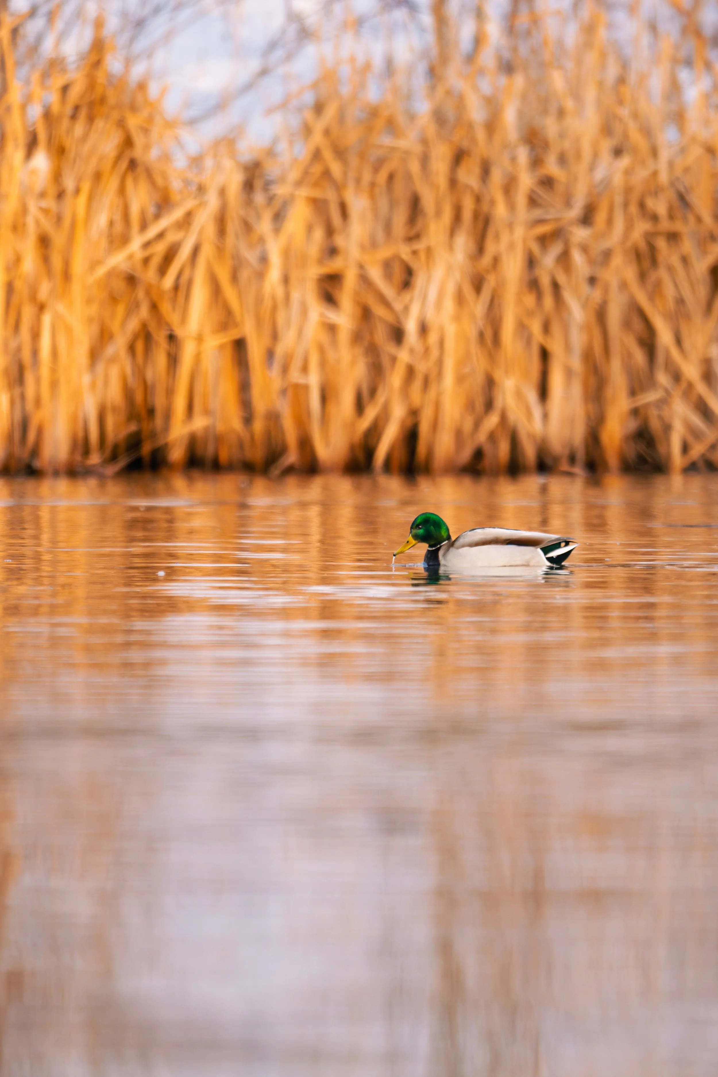 _DSC4055.jpg