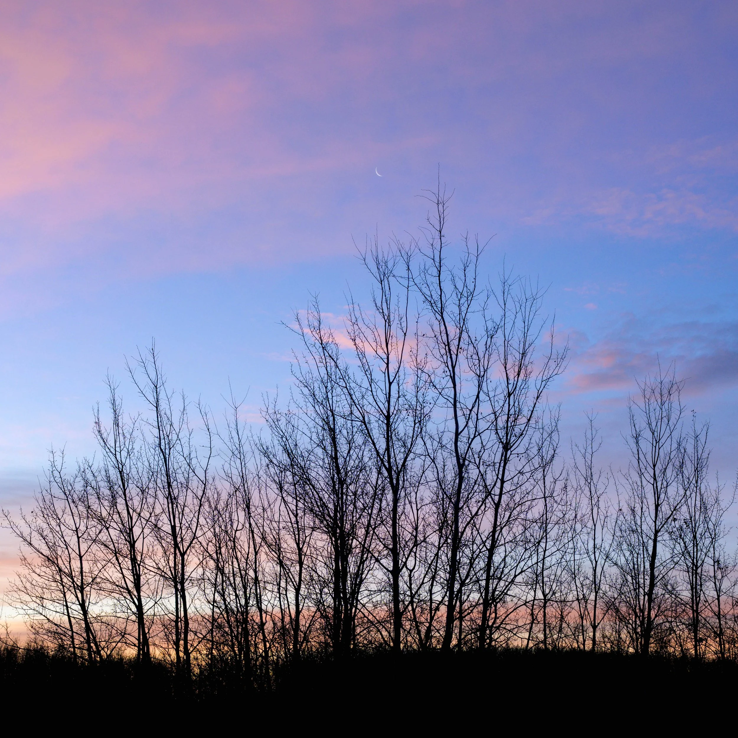 Bare trees silhouetted against a colorful morning sky with pink, purple, and blue clouds, and a crescent moon in the sky.