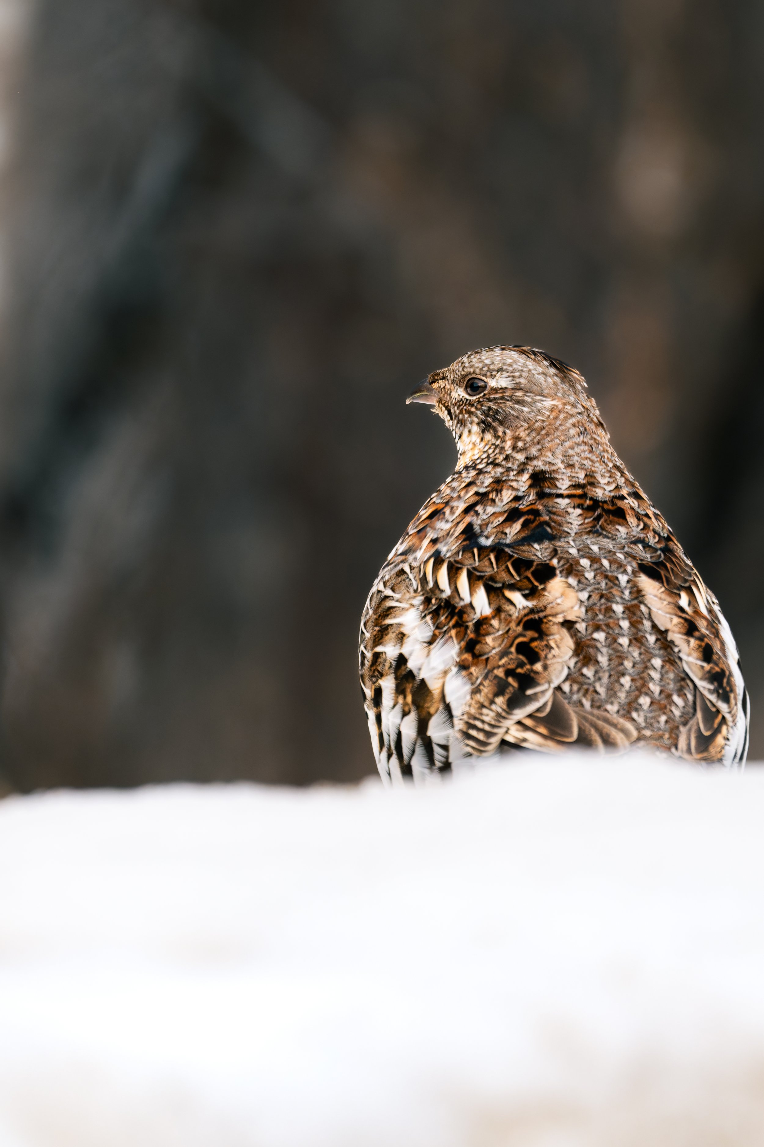 _DSC6014.jpg
