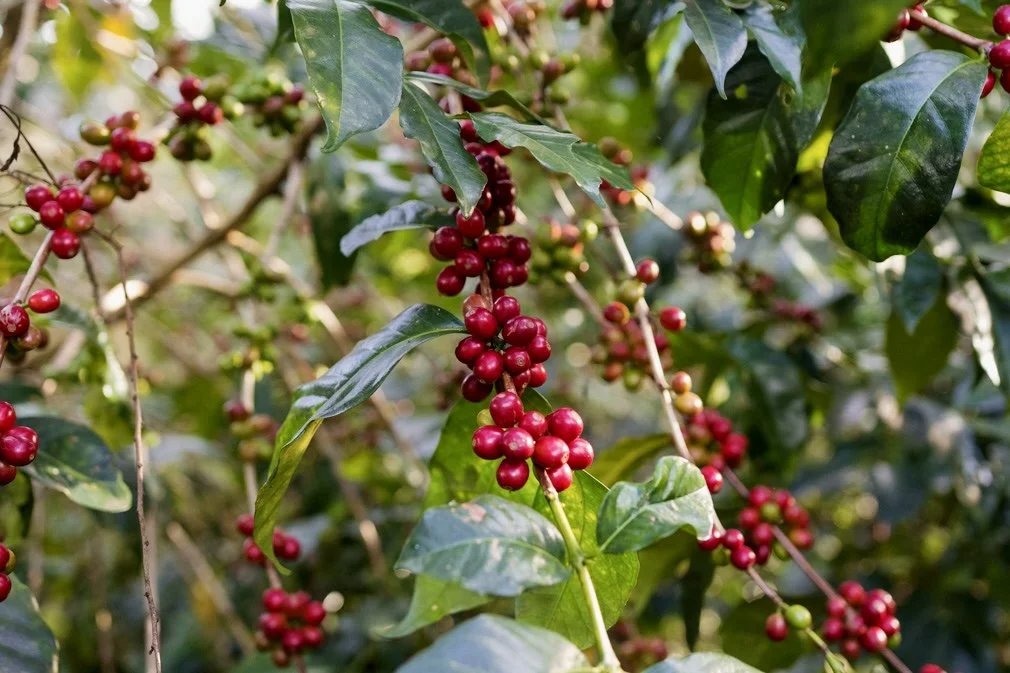 Coffee Cherries in Ethiopia