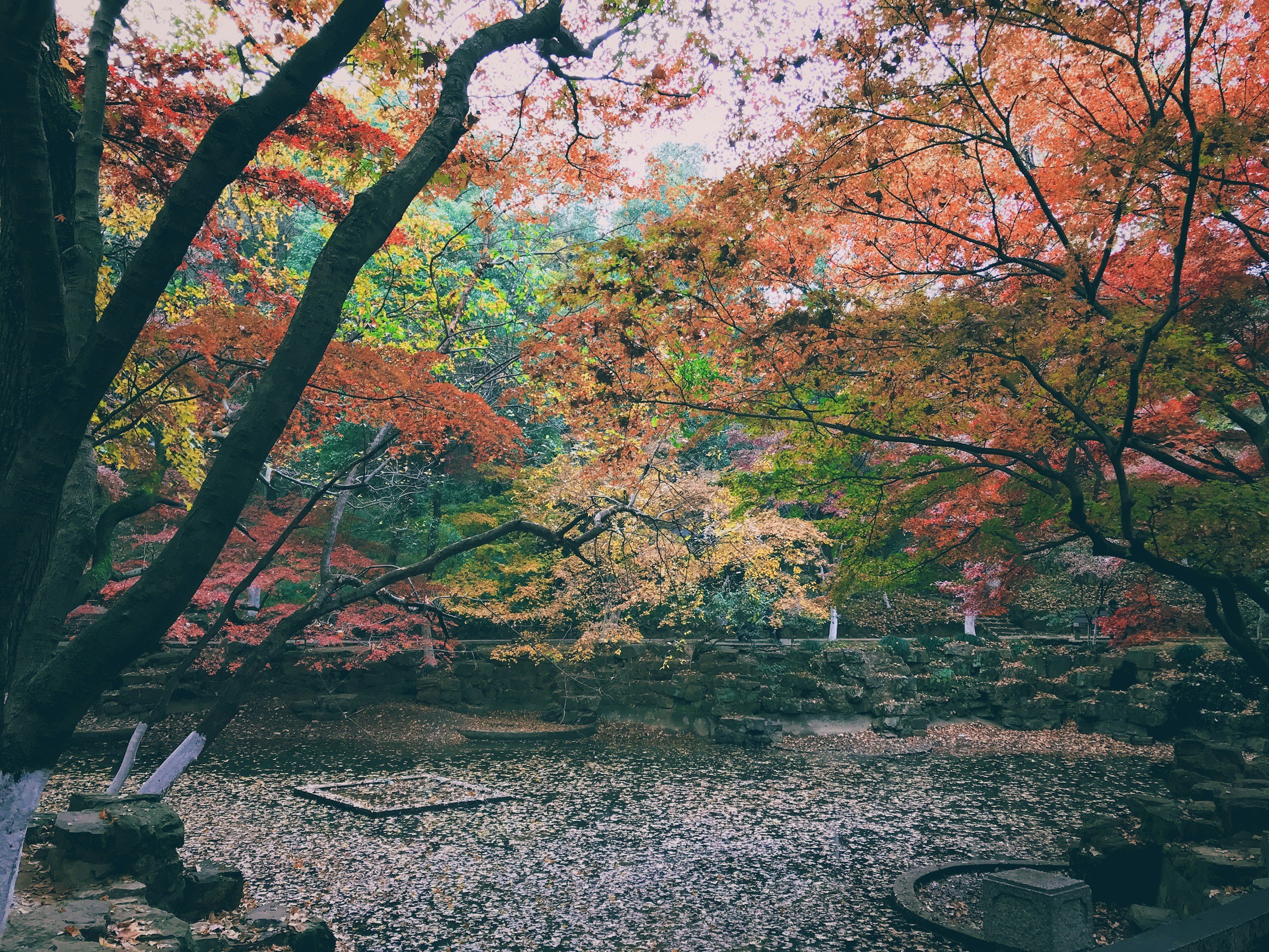 Autumn Qigong&amp; Haiku
