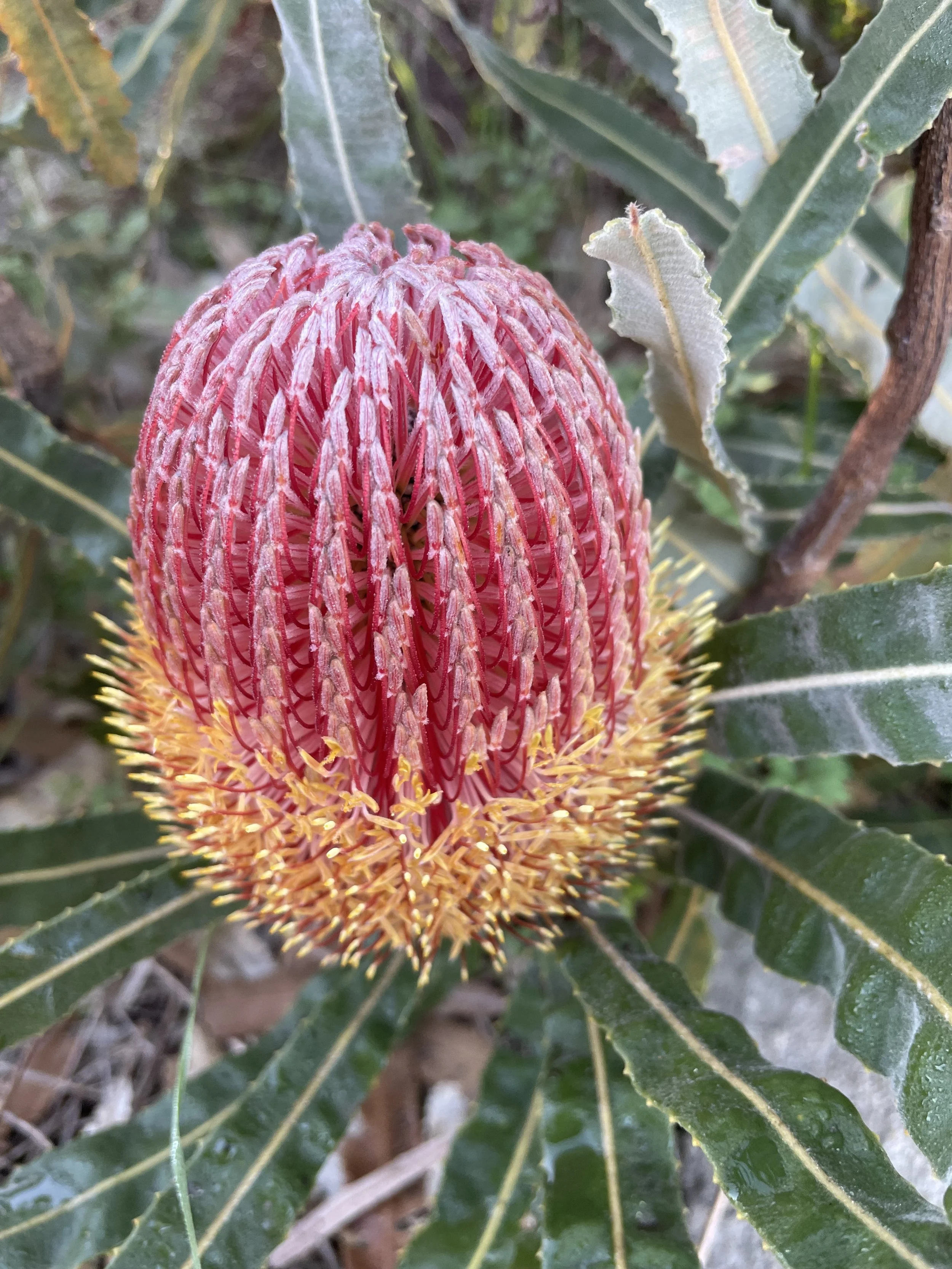A close-up of a large, oval-shaped banksi flower with pink and yellow hues, surrounded by green spiked leaves.