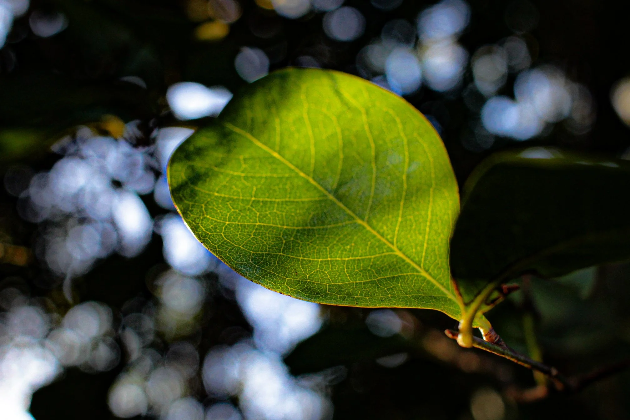 MPW ENCHANted-08.jpg