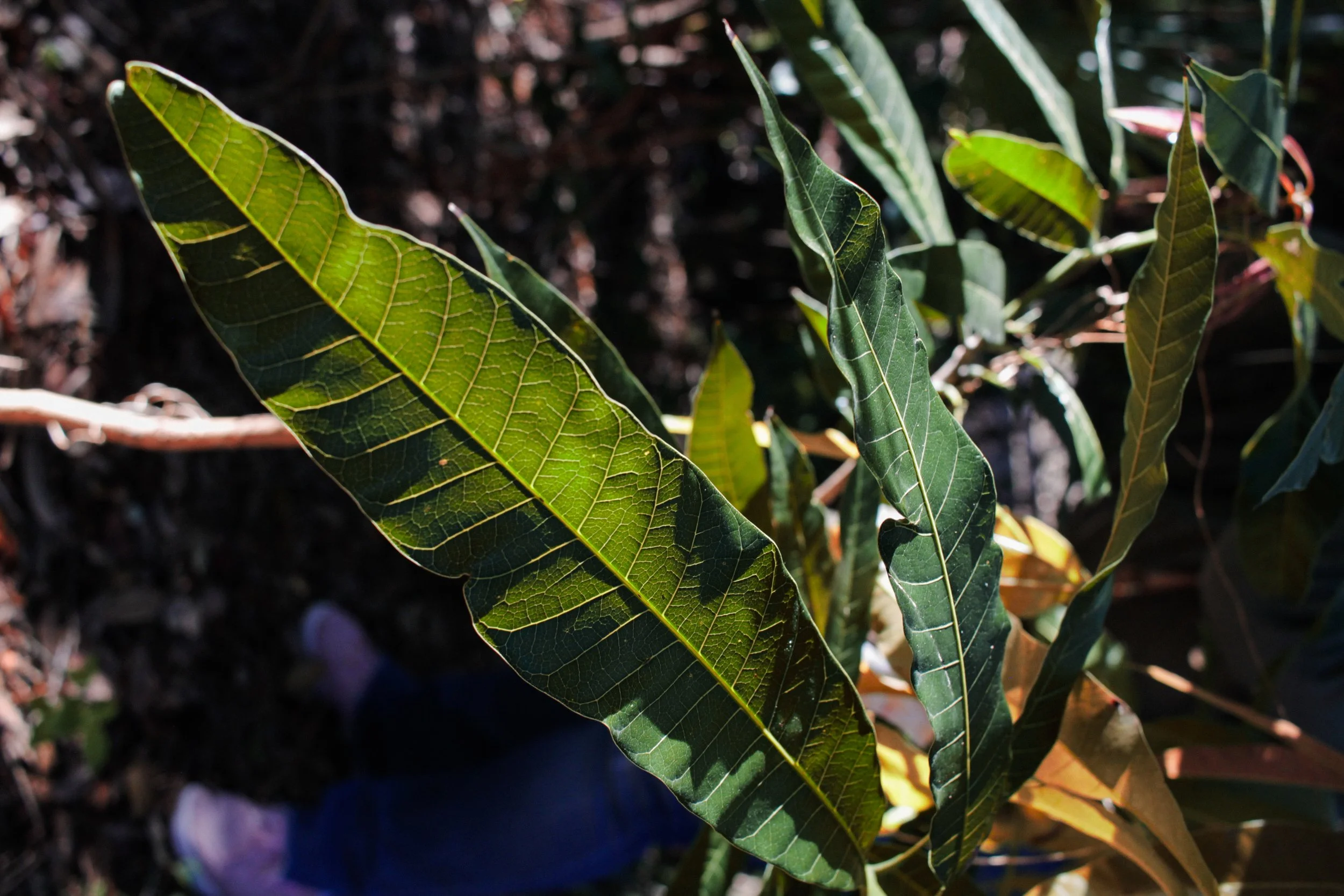 MPW ENCHANted-09.jpg