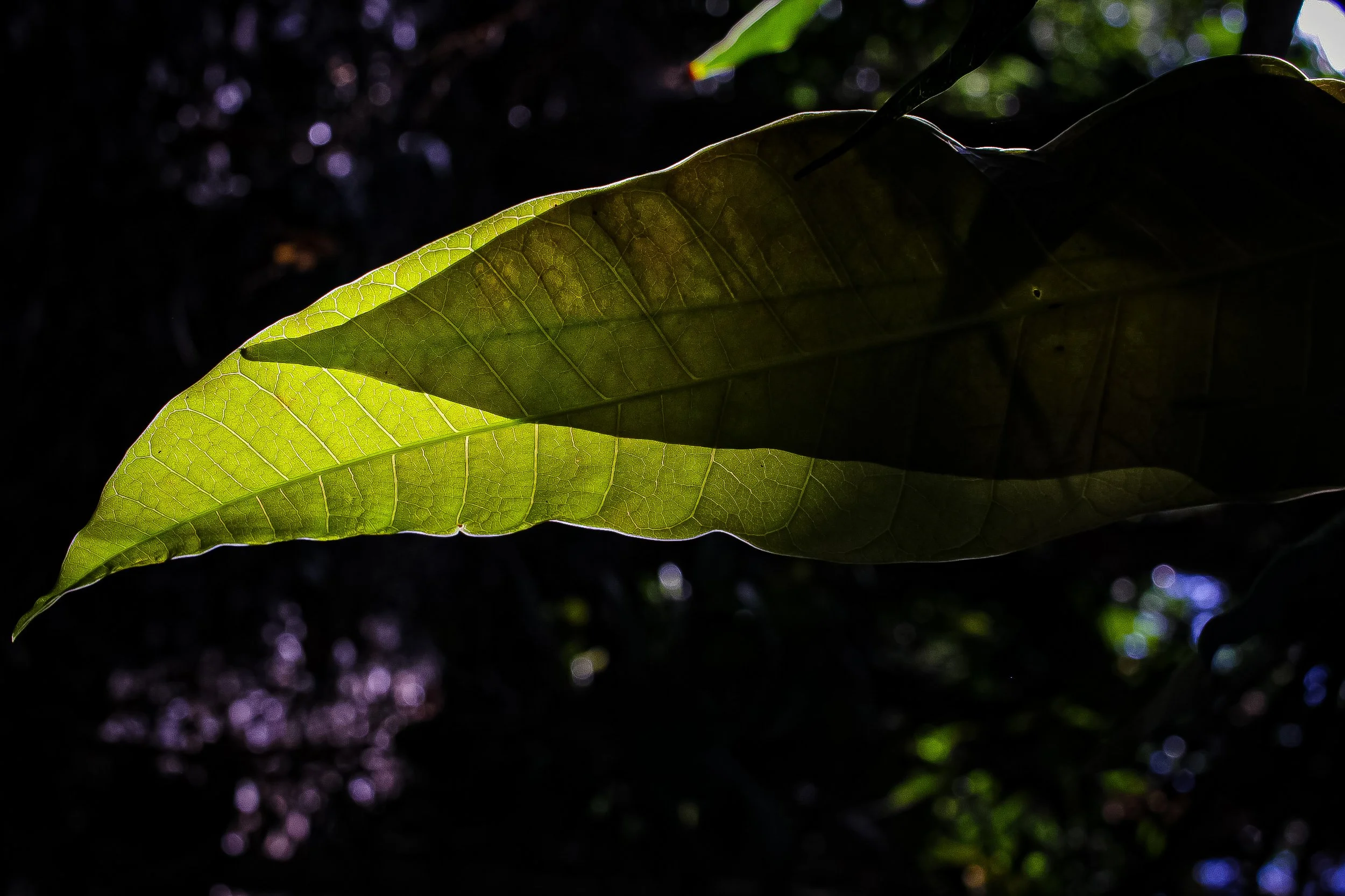 MPW ENCHANted-12.jpg