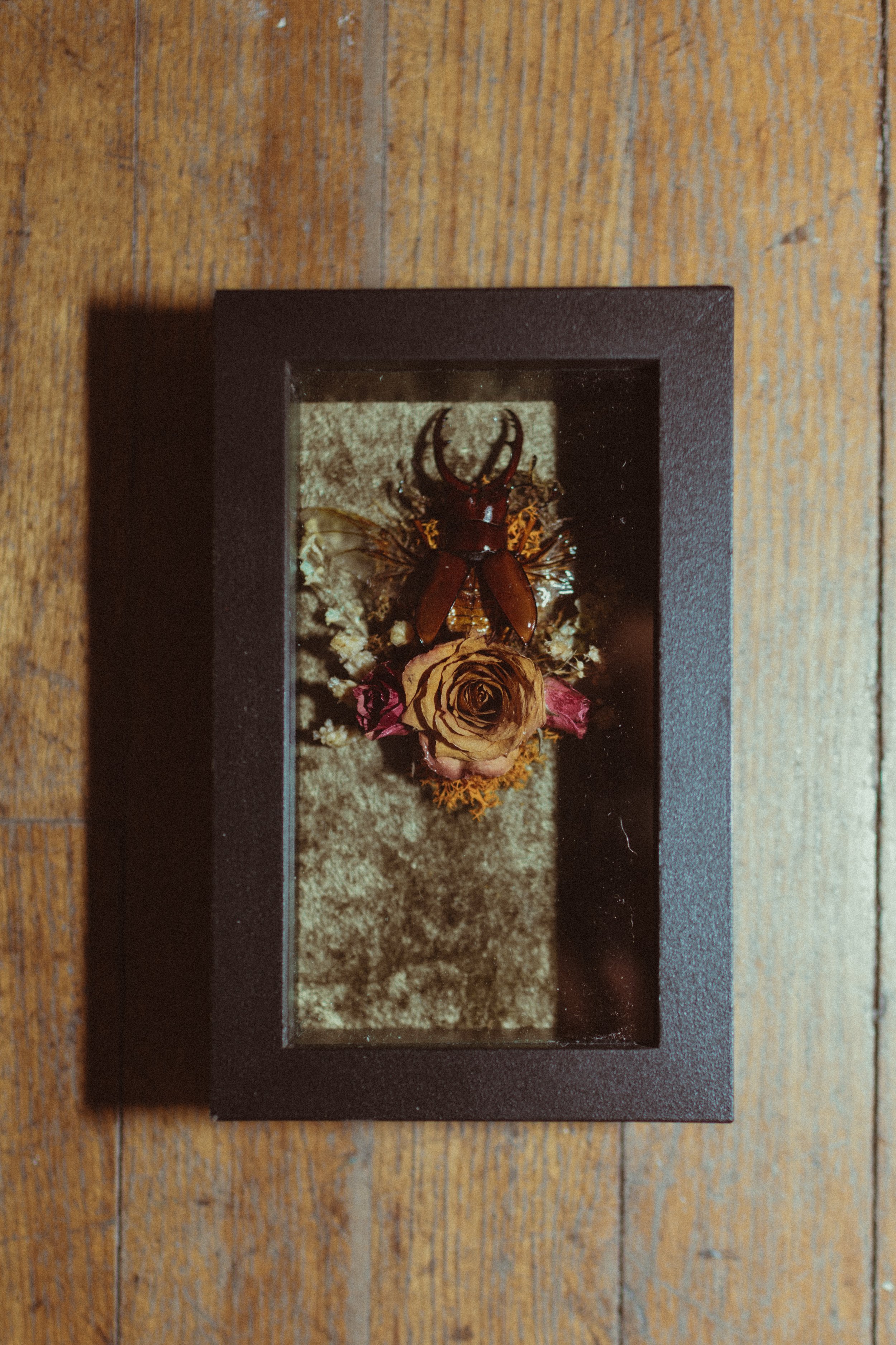 Red Stag Beetle