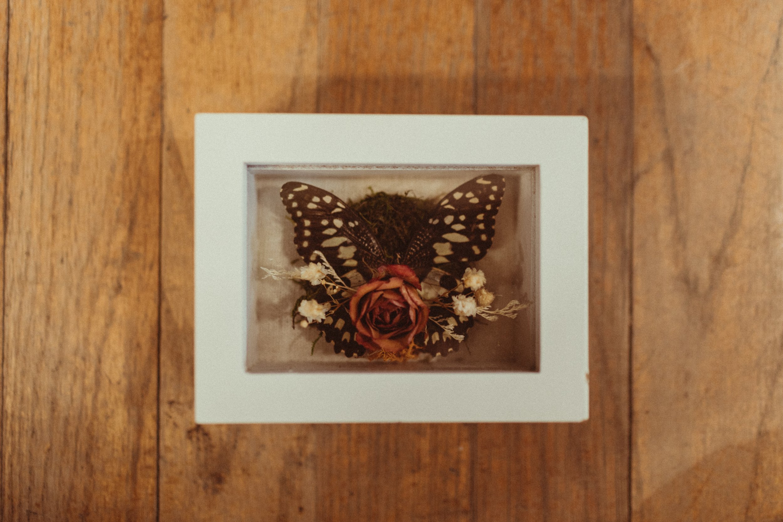 Papilio Xuthus Butterfly
