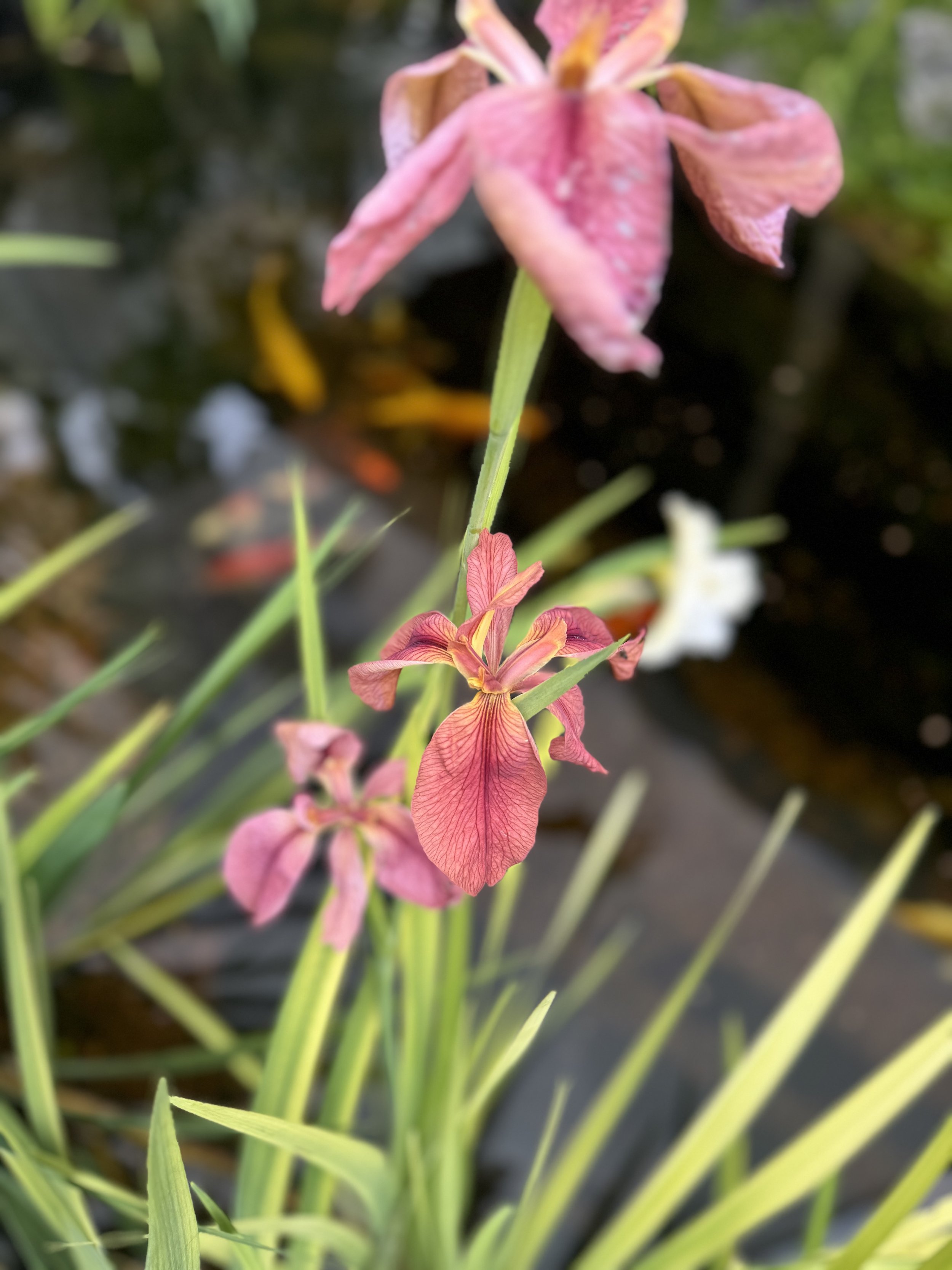 IMG_1925.jpeg