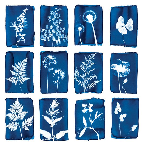 Cyanotype-cards-results-by-Botanopia.jpeg