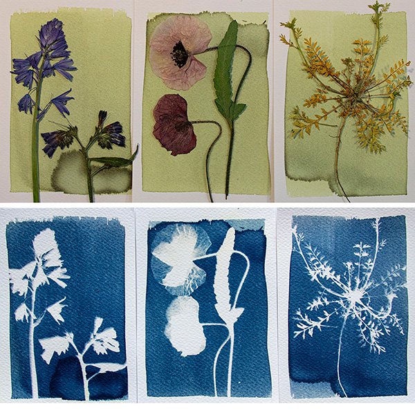 Cyanotype-kit-by-botanopia-1.jpeg
