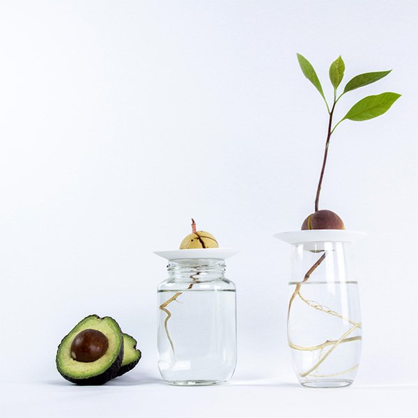 Germination-plate-avocado-growing-by-botanopia.jpeg