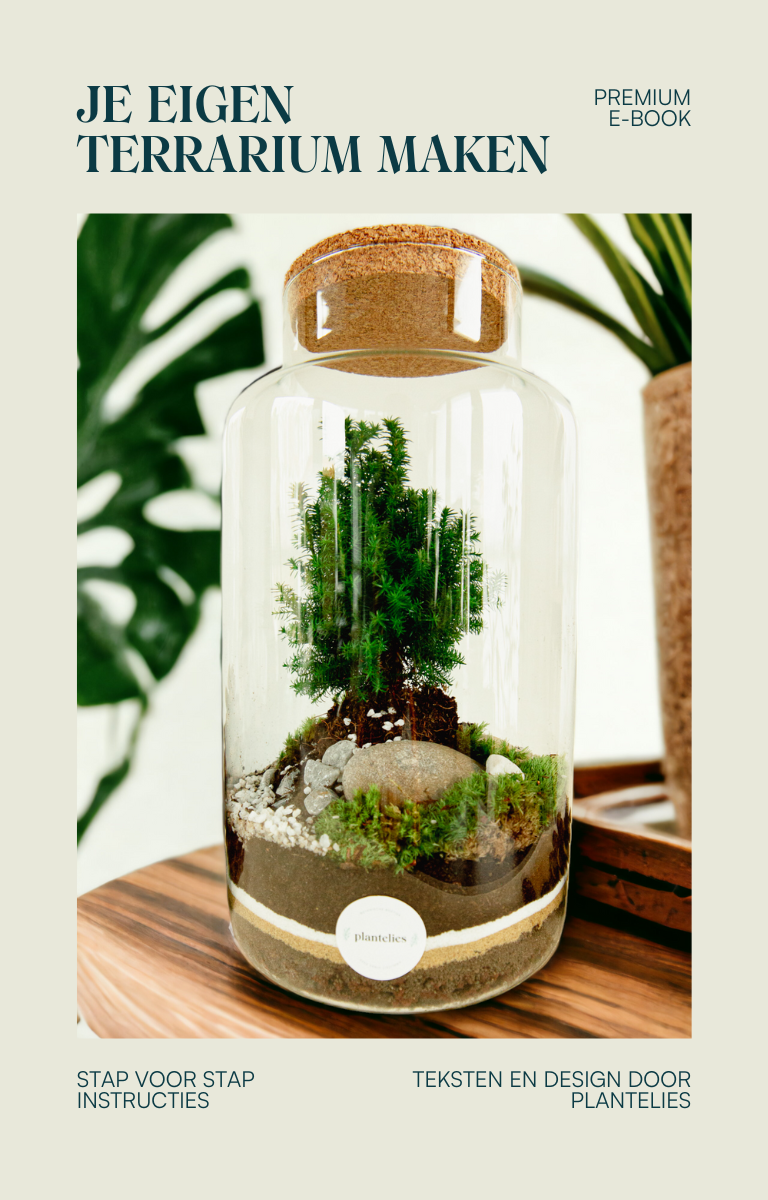 Terrariums voor beginners: zelf een prachtig ecosysteem bouwen