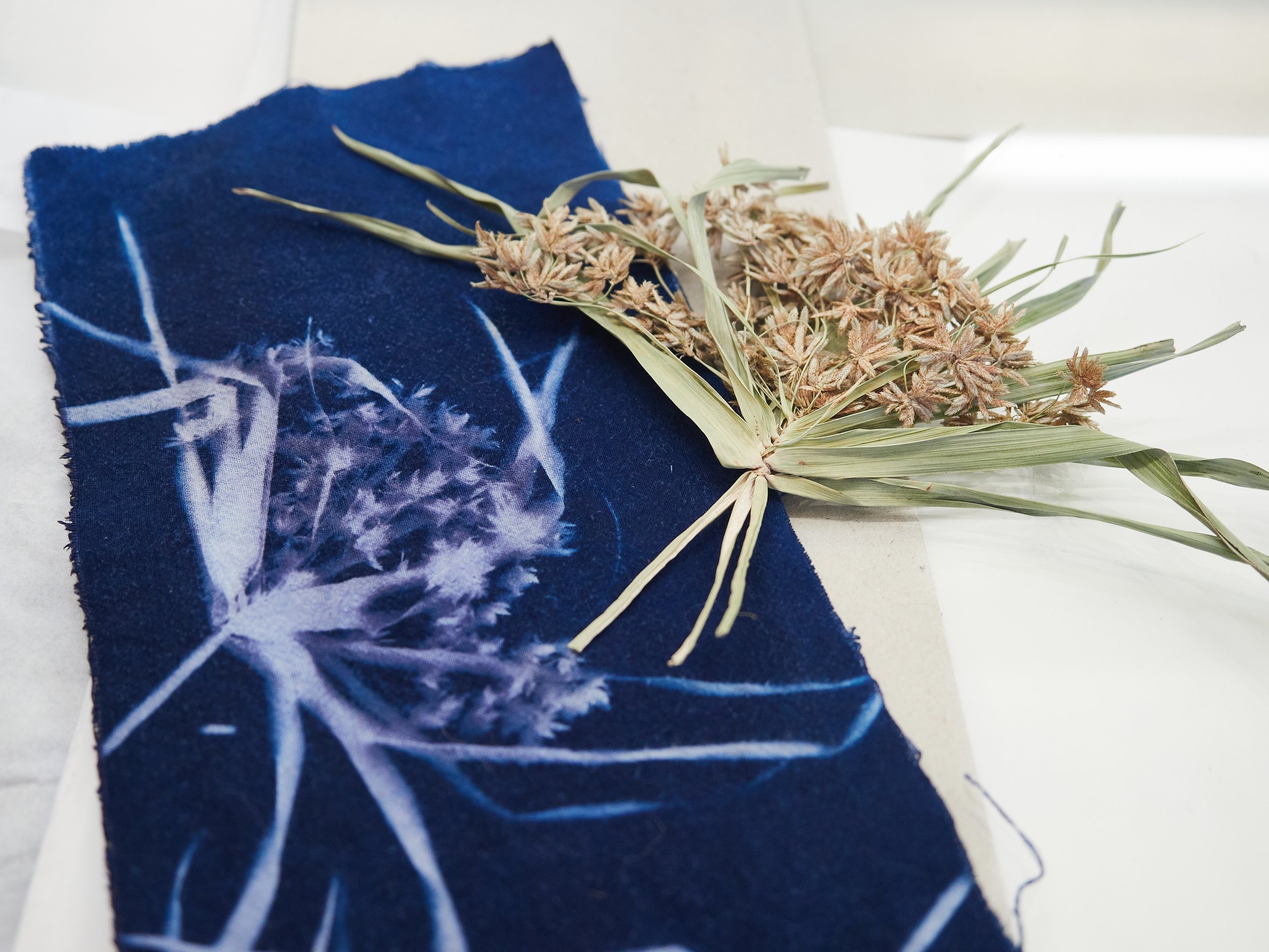 botanical-blueprint-pattern-cyanotype-fabric-canvas-process-sun-printing.jpg