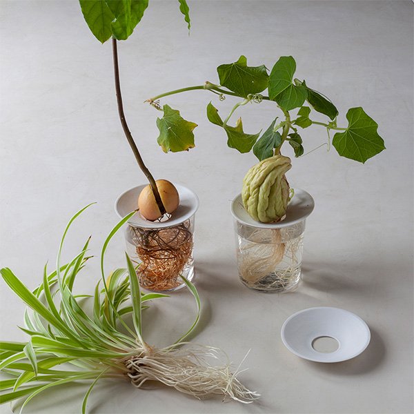Germination-plate-size-L-by-botanopia-7.jpeg