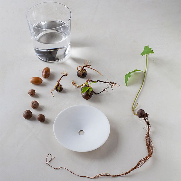 Germination-plate-size-S-acorns-by-Botanopia-1.jpeg