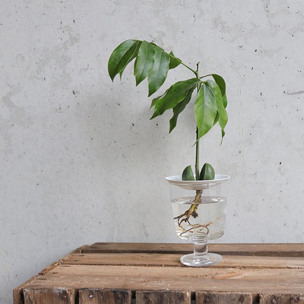 Germination-plate-size-L-by-botanopia-06.jpeg