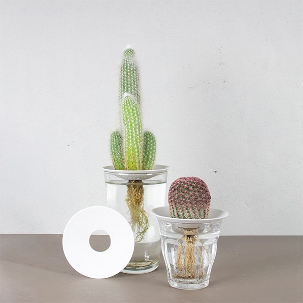 Germination-plate-size-L-by-Botanopia-3.jpeg