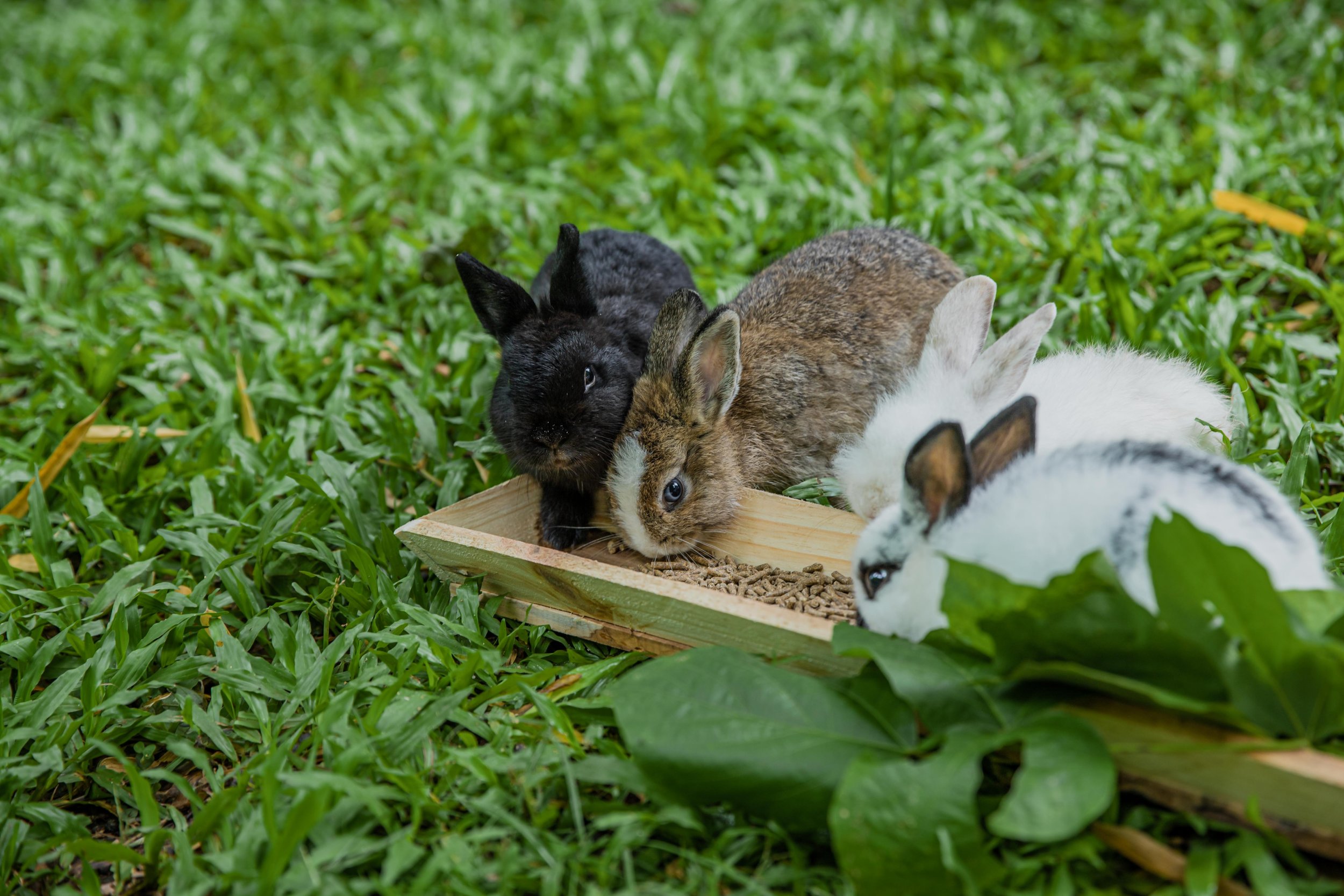 Bunnies Avana.jpg