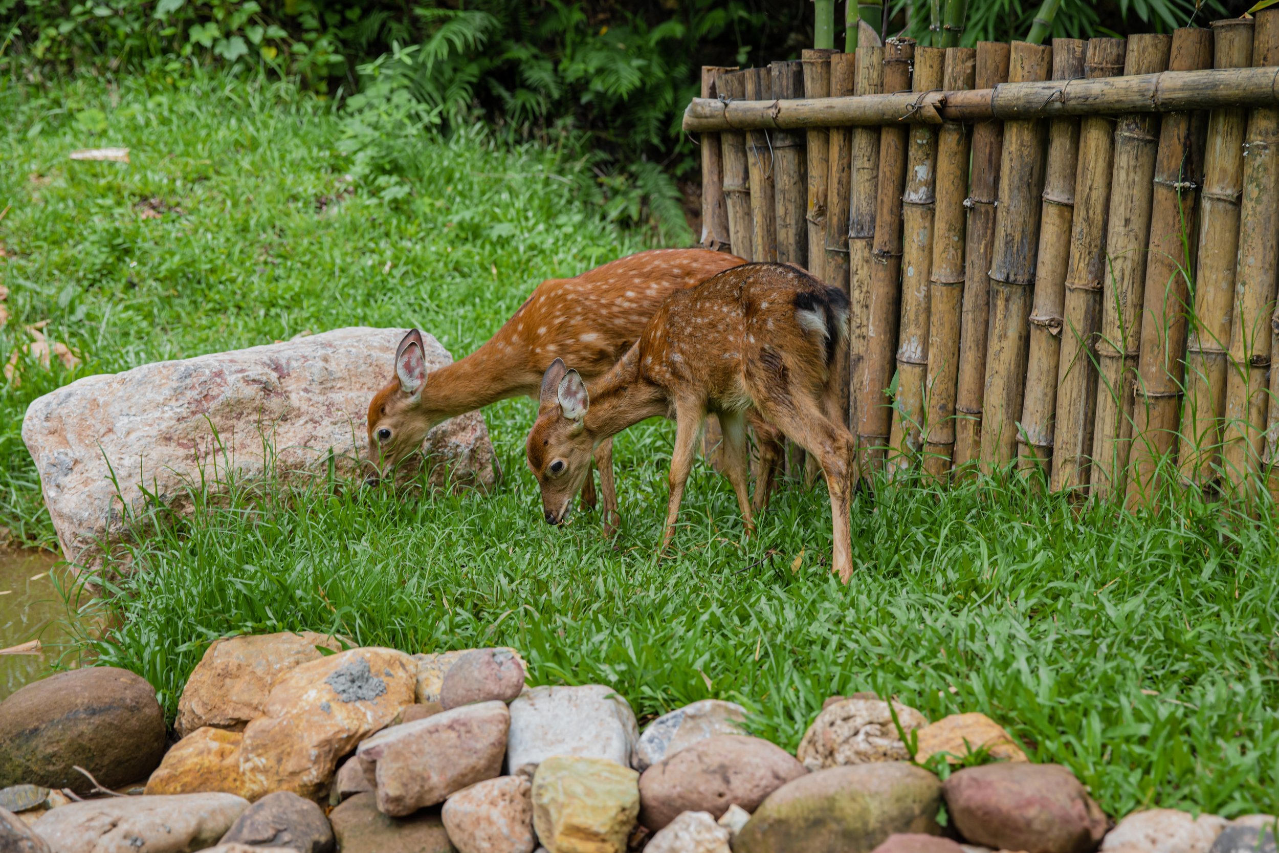 Deer Avana.jpg