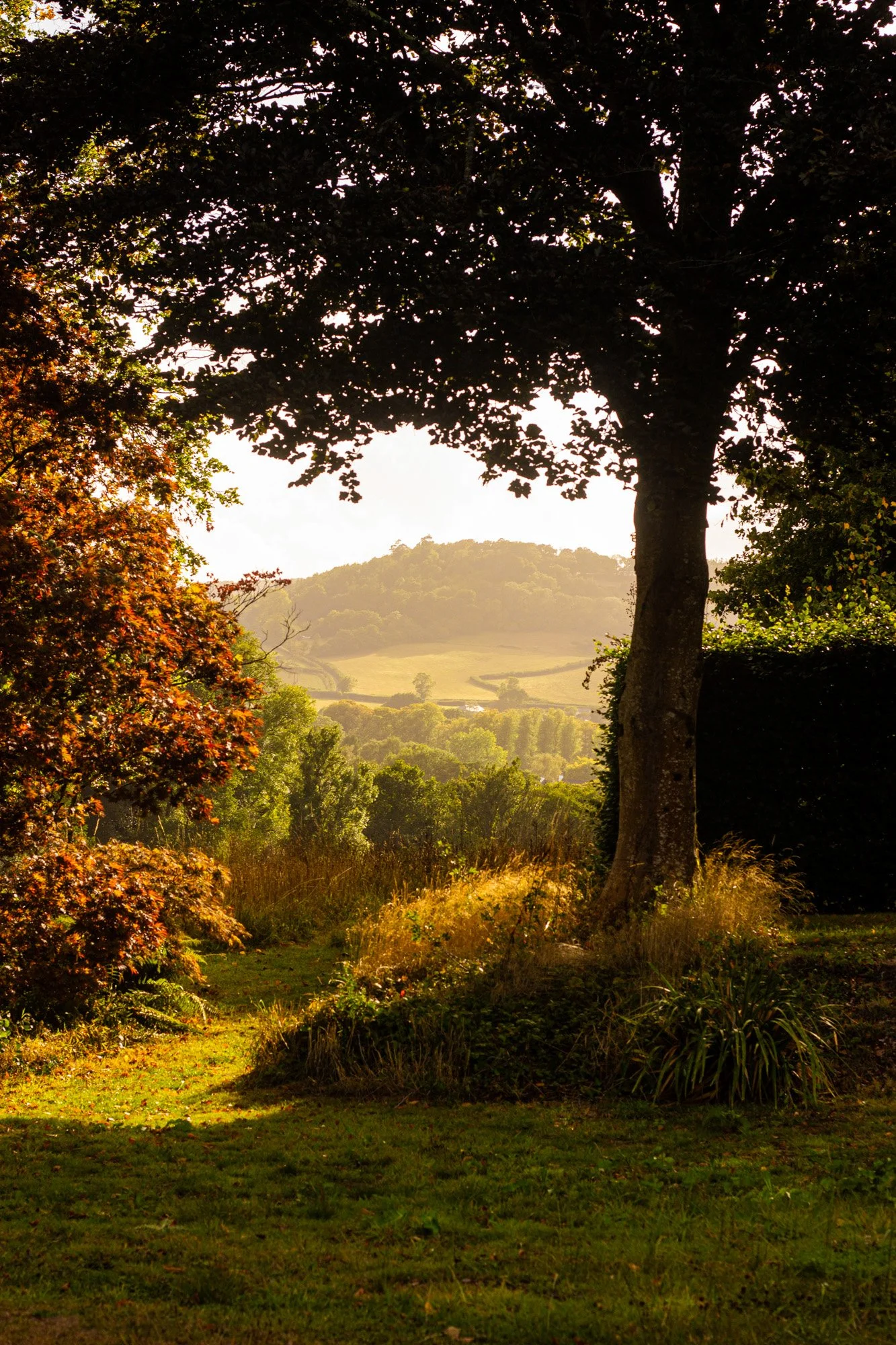A peaceful countryside scene at sunset featuring a large tree in the foreground, with rolling hills and lush greenery in the background.