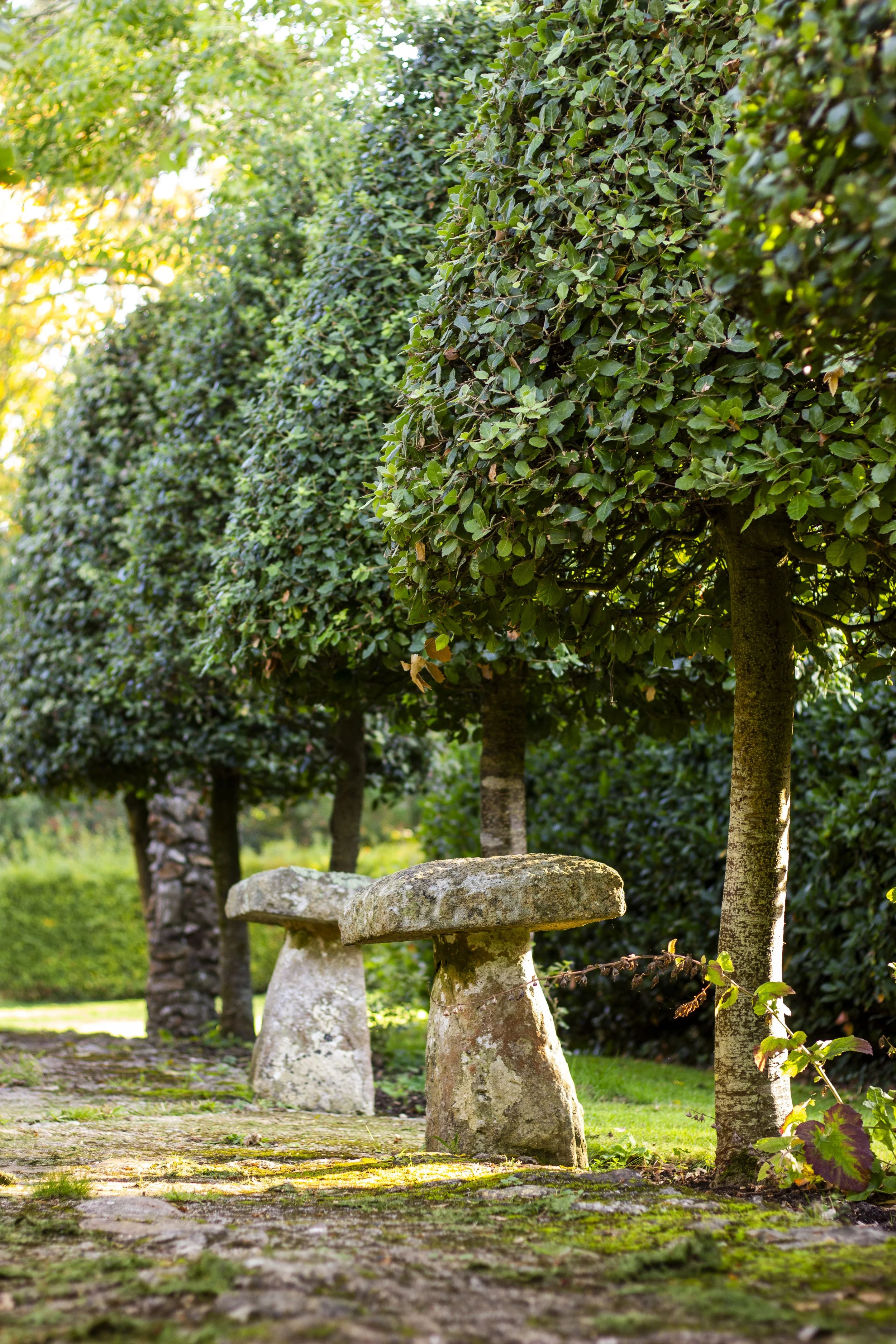 A row of large green trees with a stone bench beneath them in a park or garden setting.