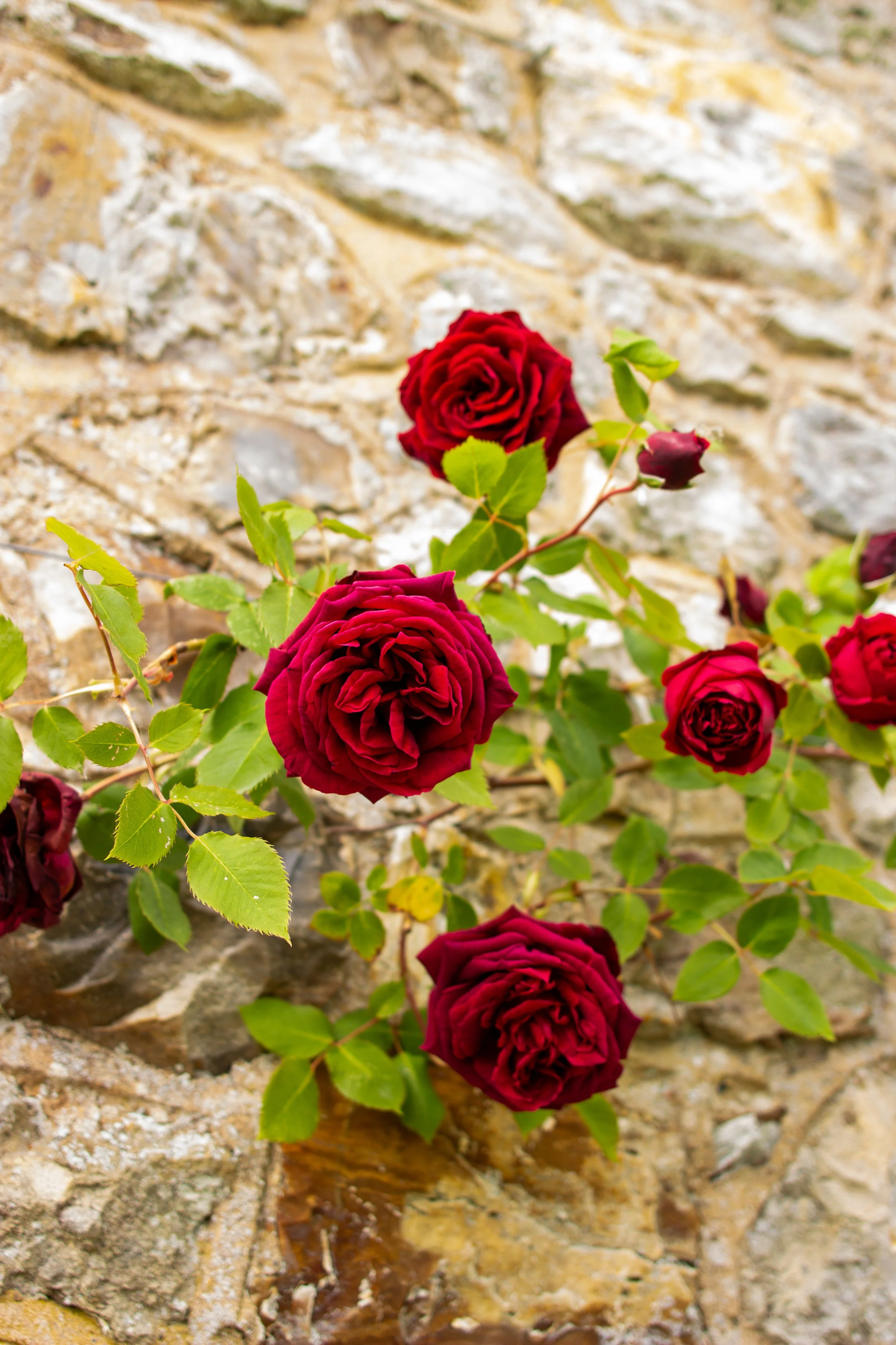 Red roses growing against a stone wall.