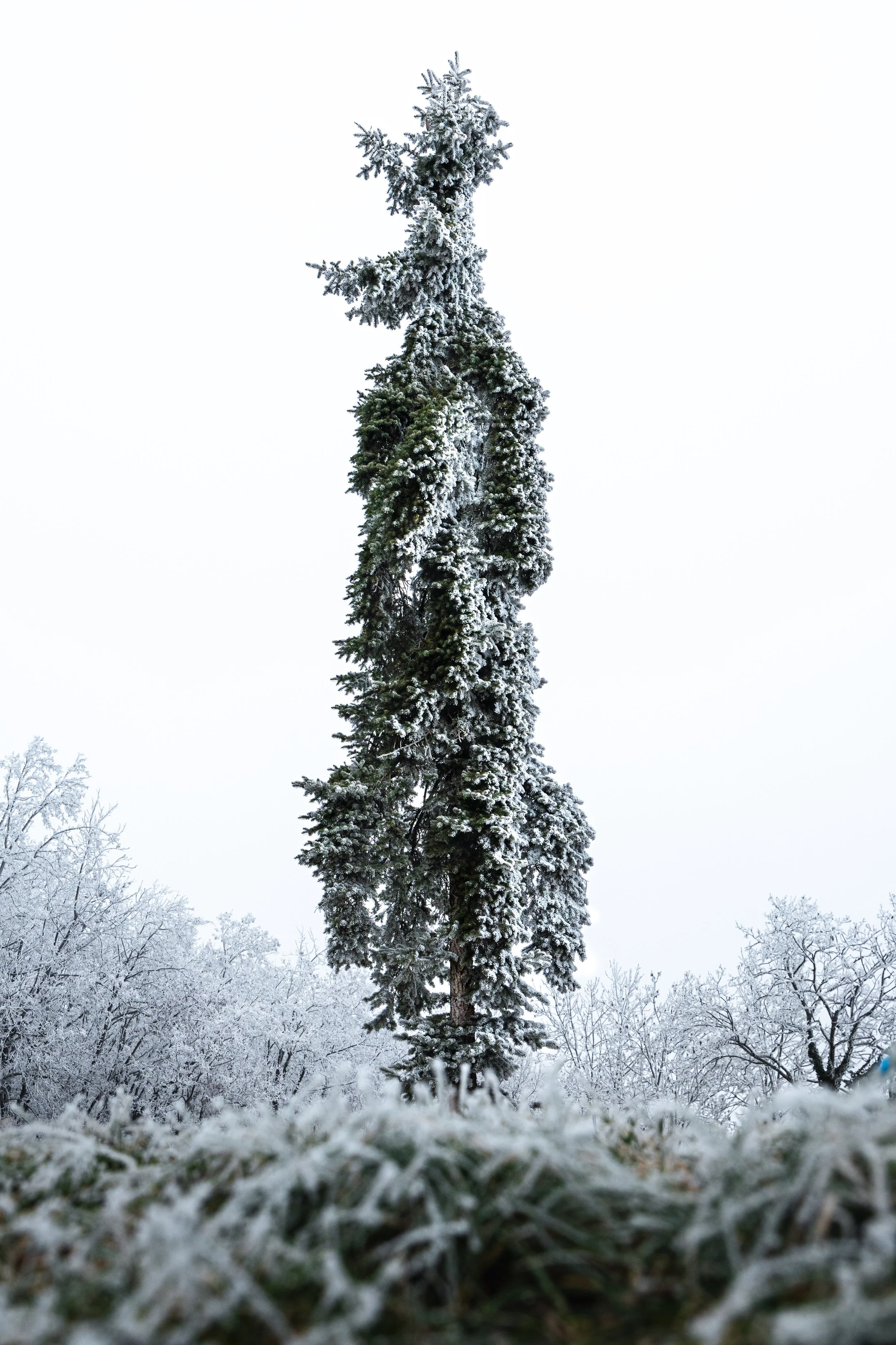 21. Jänner 2025_Winterwonderland_0249-1.jpg