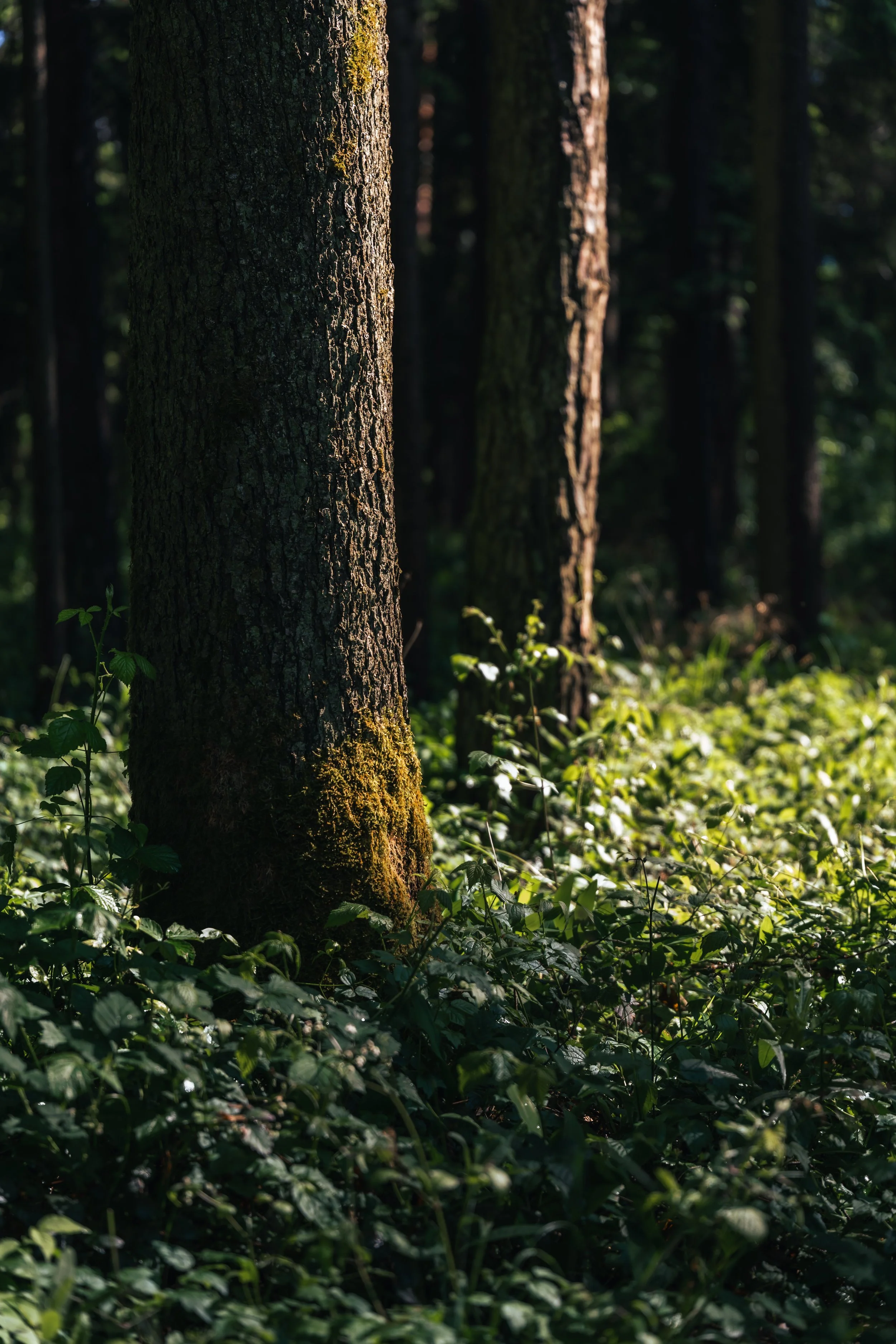 Forest&Sunset-1.jpg