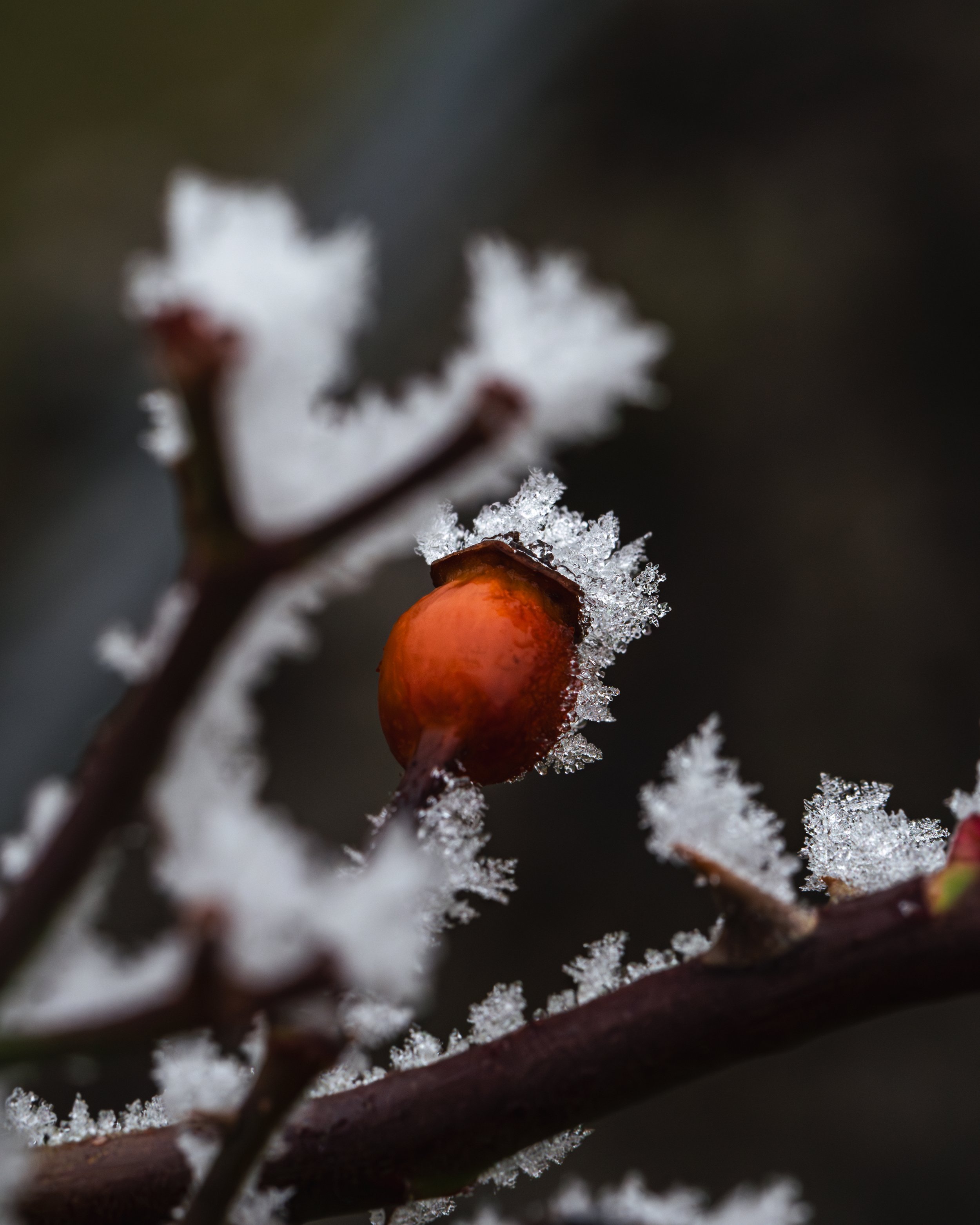 21. Jänner 2025_Winterwonderland_0121-Verbessert-RR-1.jpg