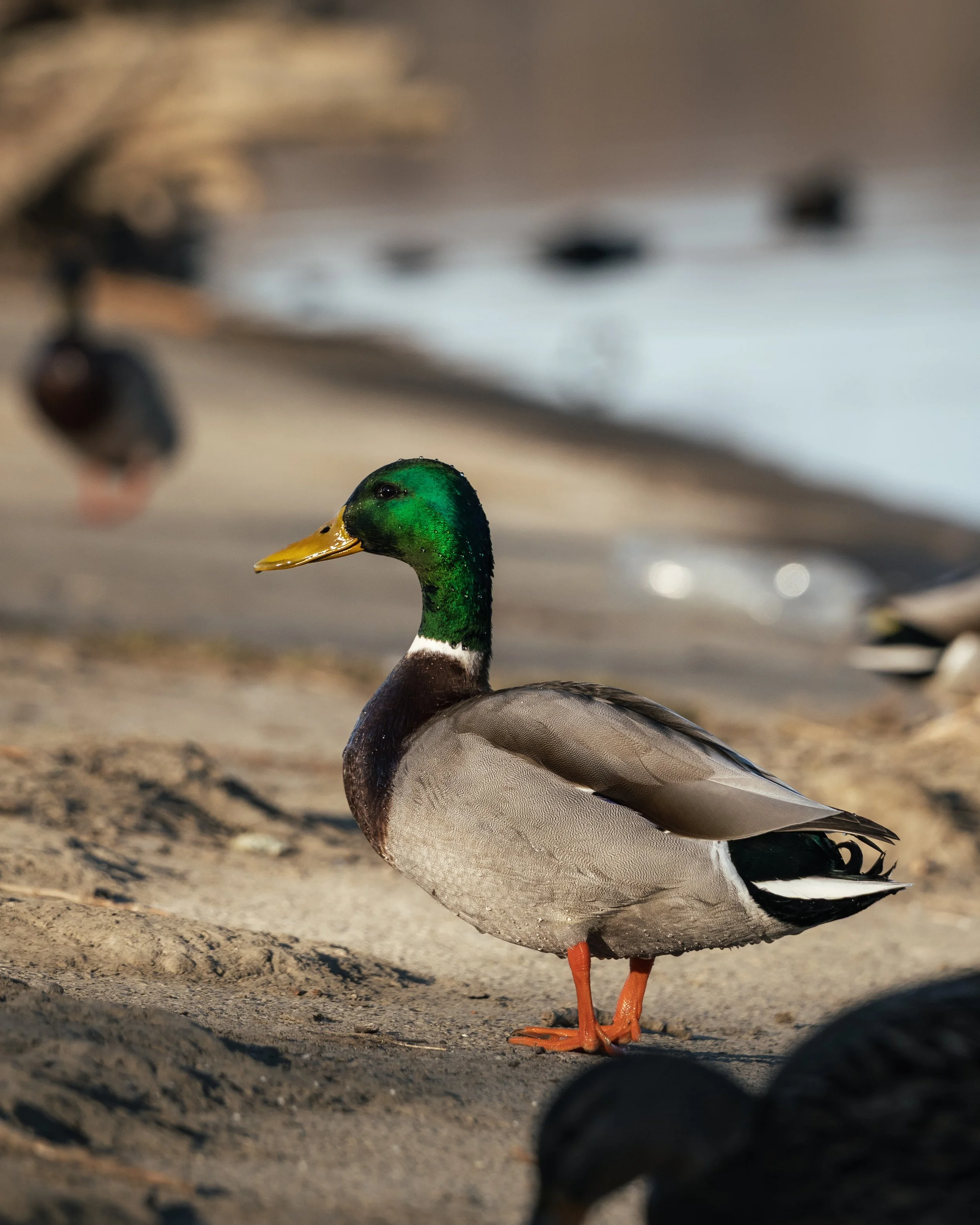 03. März 2025_Ducks_3959-3.jpg