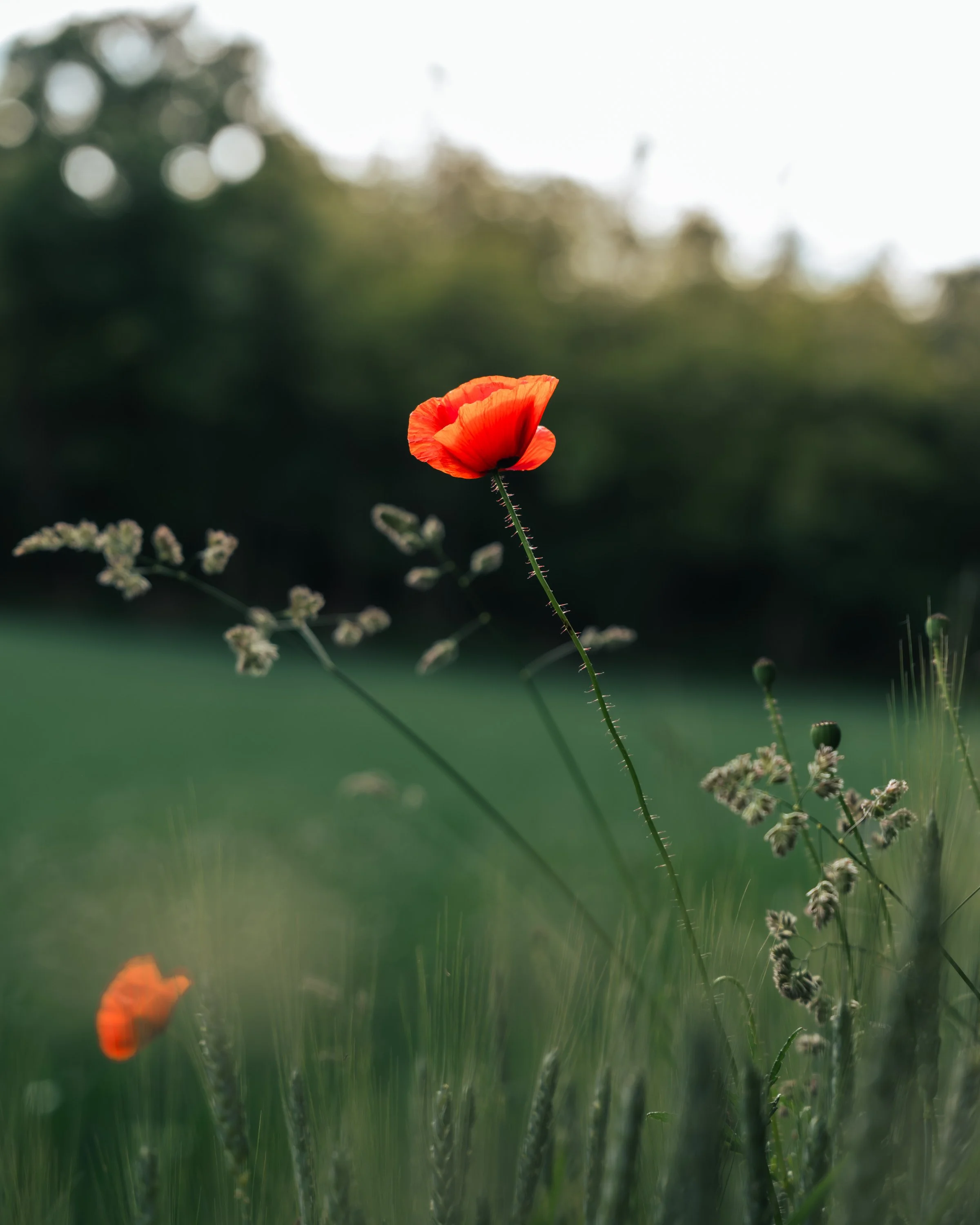 Photowalk-7.jpg
