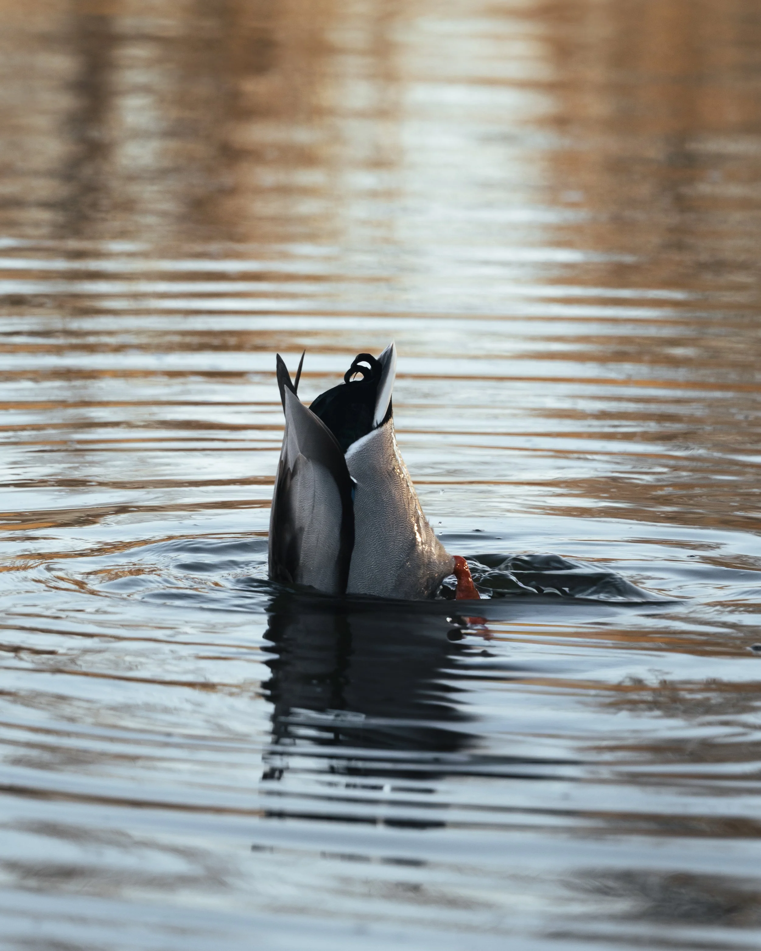 03. März 2025_Ducks_3928-2.jpg