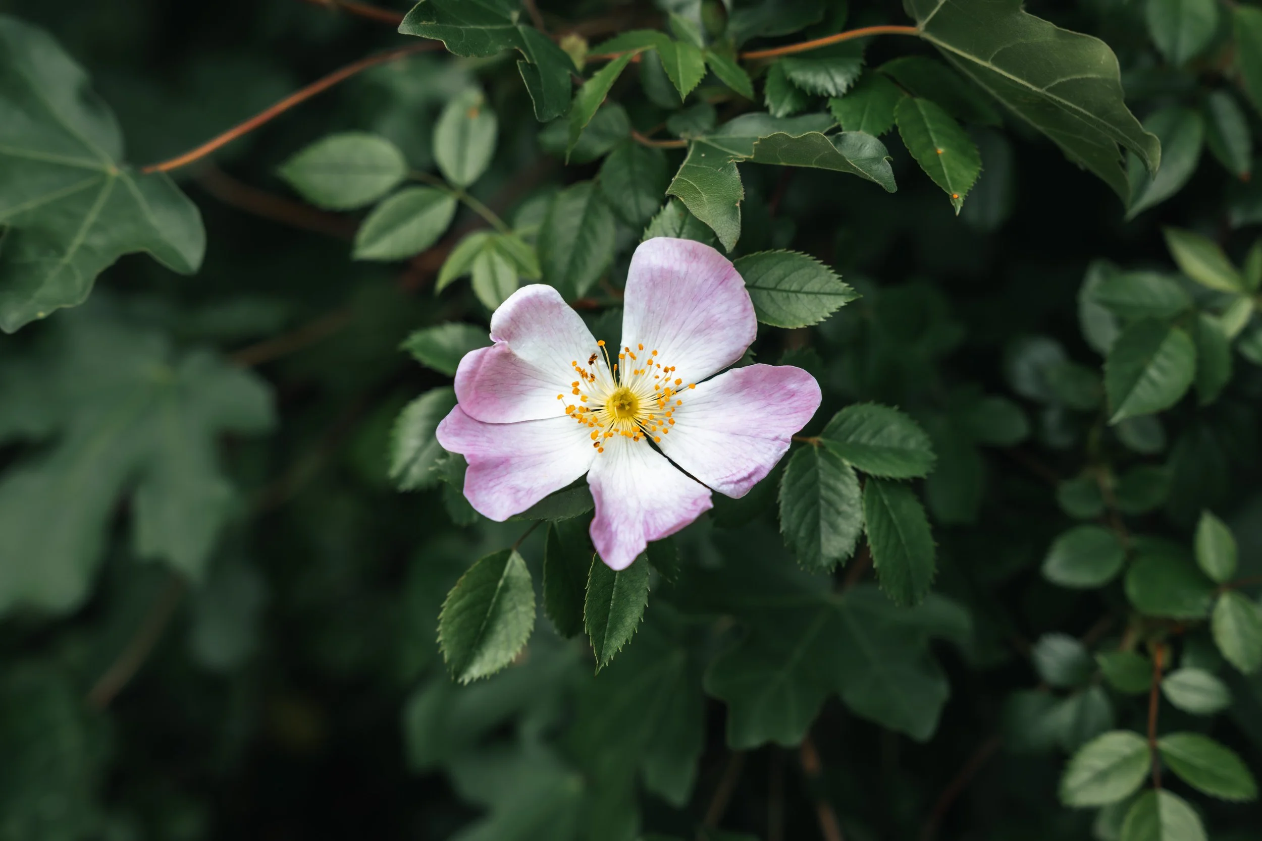 Photowalk-3.jpg