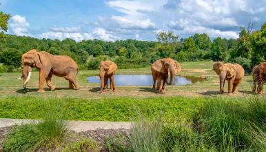 NC ZOO