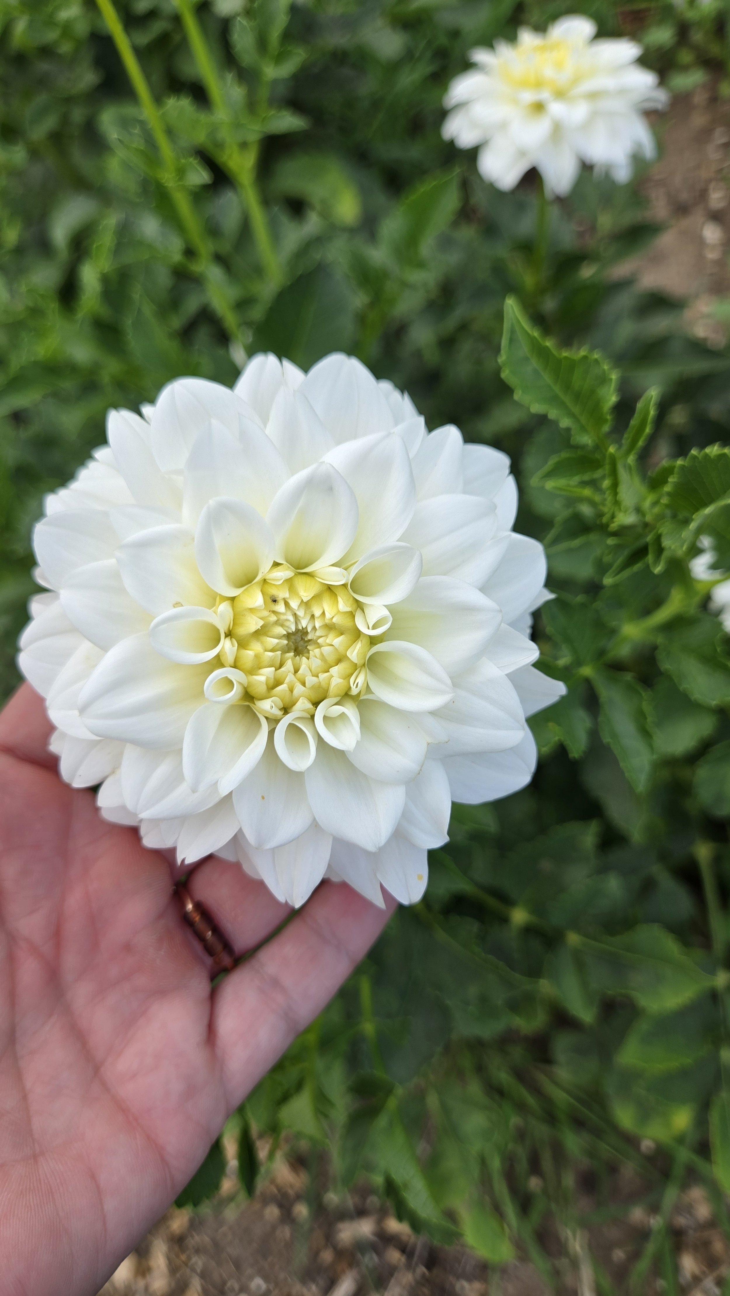 CLUMP - Workhorse White (NOID) Dahlia Tuber