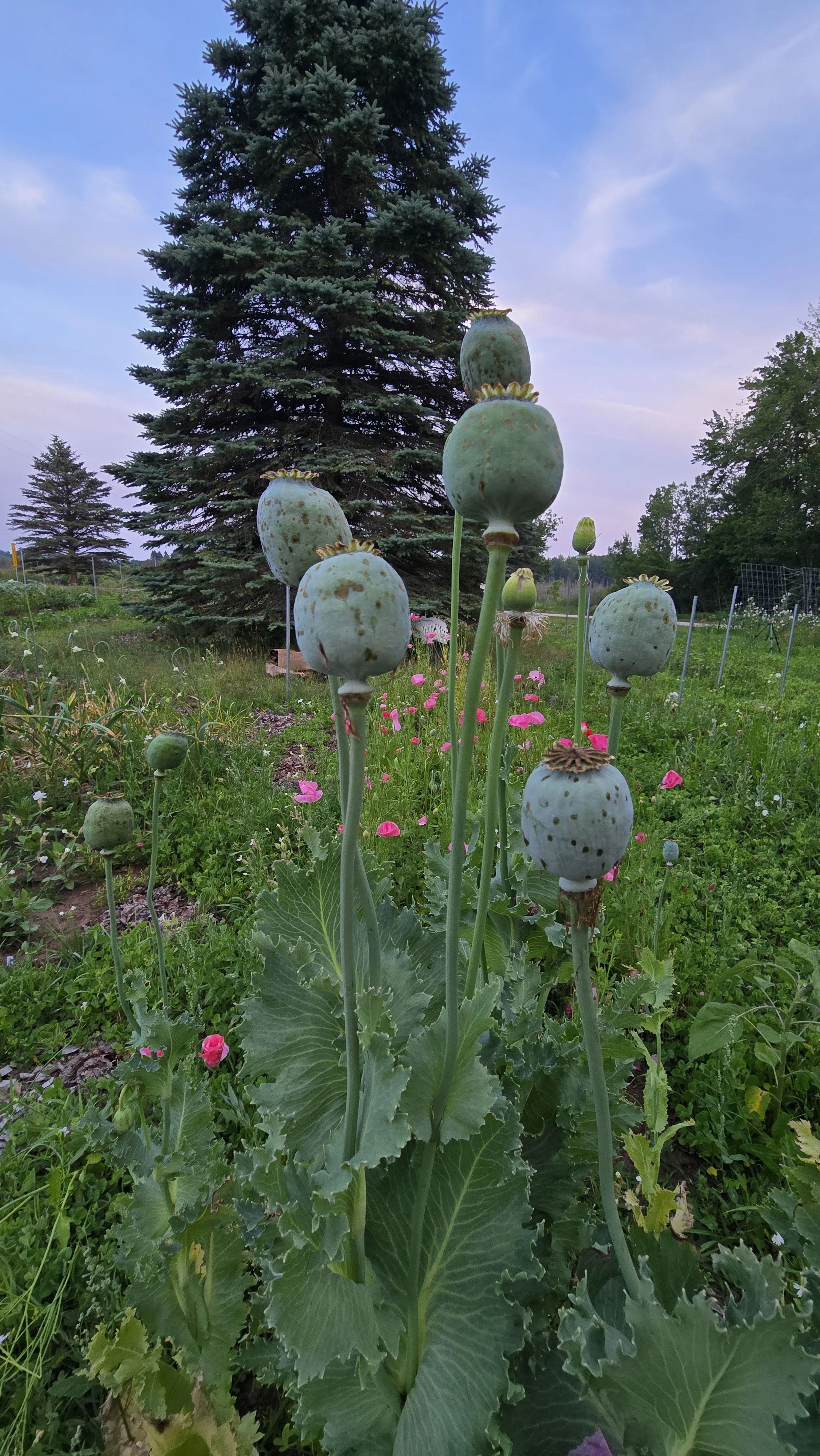 Giant Rattle (Breadseed) Poppy