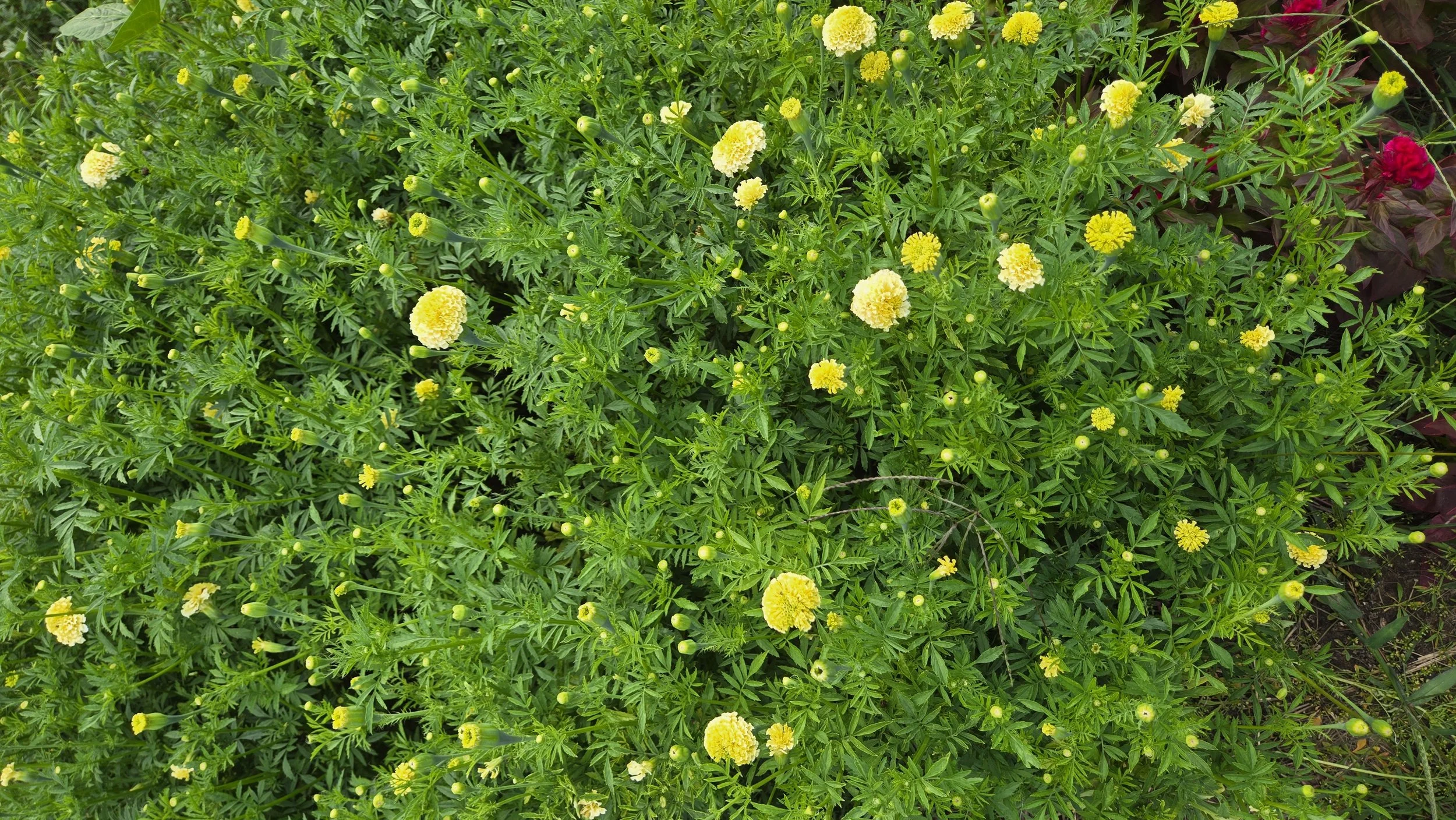 Mom's Marigold Blend