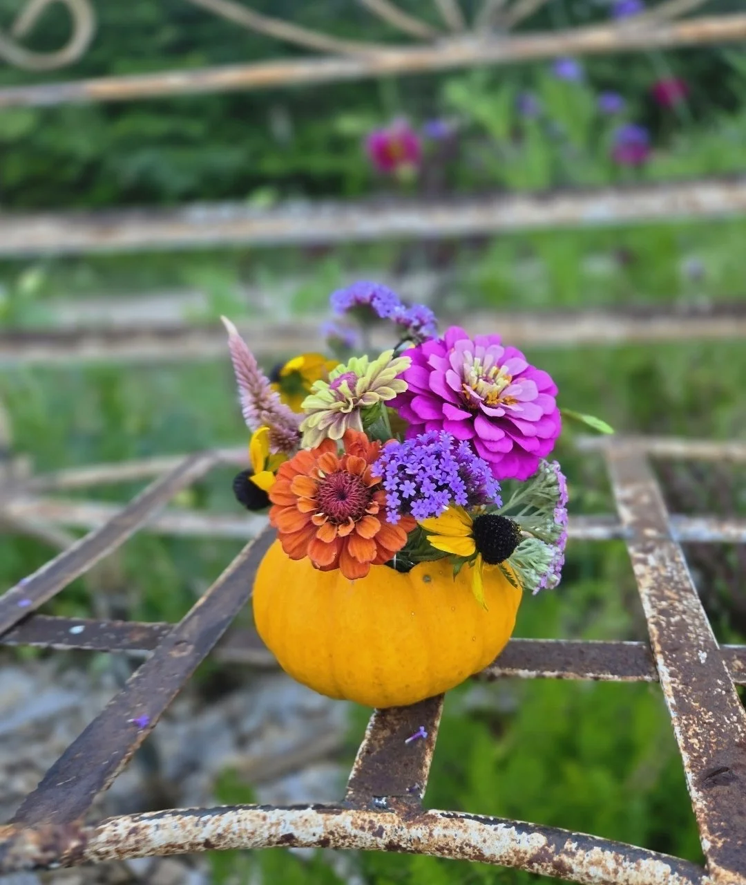 Harvest Pumpkin Bouquet #4 @ Oxford Farm Corn Maze