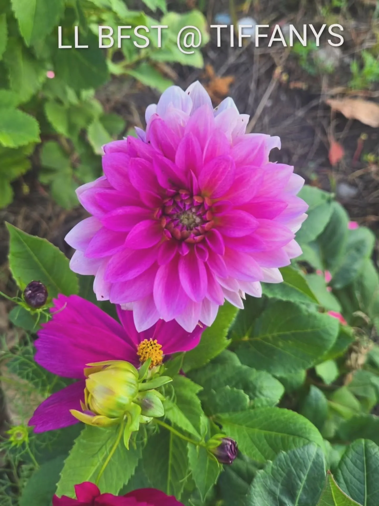 Up for grabs this weekend! 🌸
Sales- live 10/19

Here are the first four dahlia varieties we&rsquo;re sorting and dividing &mdash; ready to find new homes!

If you&rsquo;re an eager or aspiring flower grower, you really can&rsquo;t have a garden with