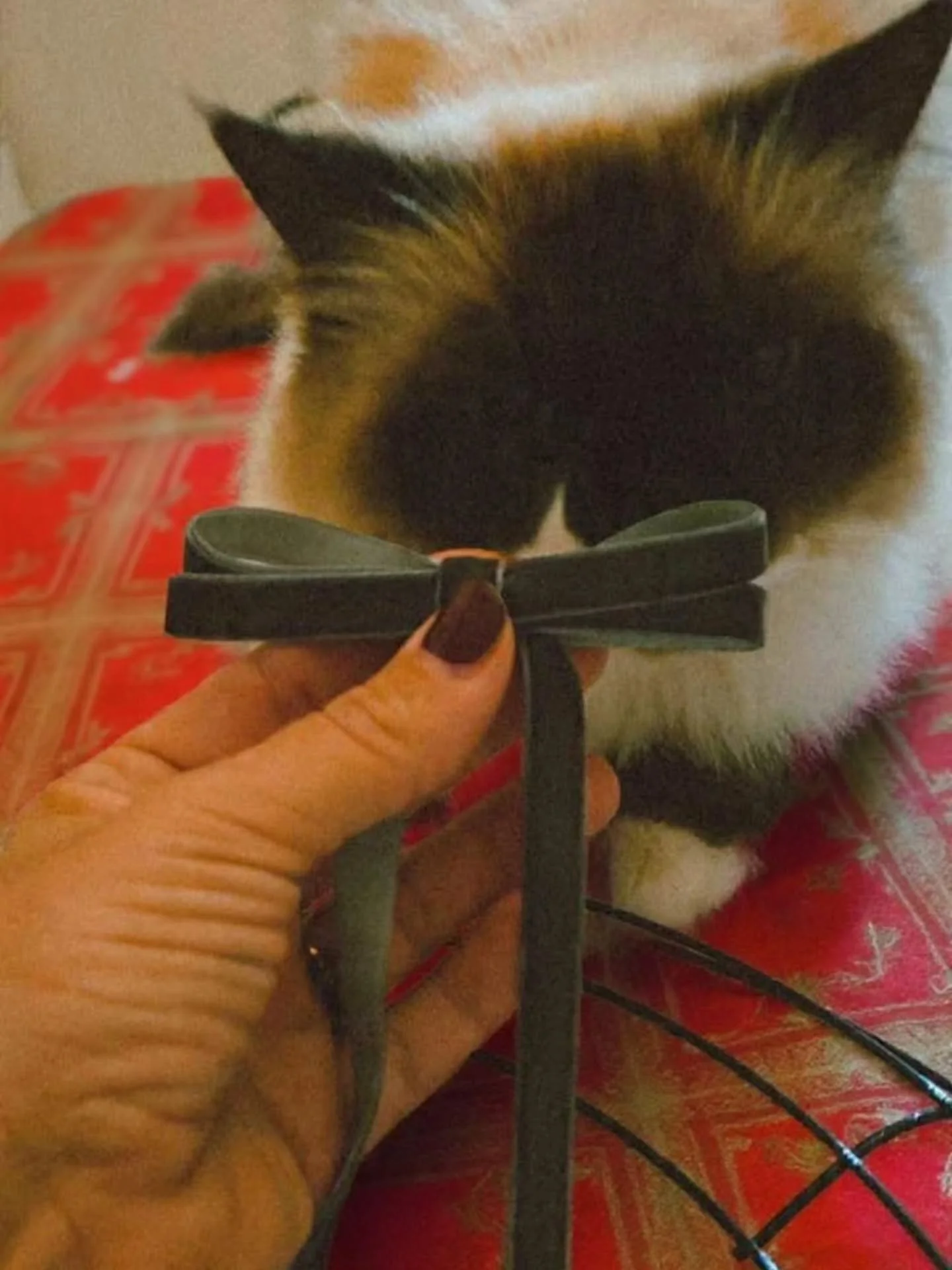 Not sorry....
It's Christmas 1st!!! Only 54 more days! 🎄❄️

It's a mad dash to make
🎀 holiday bows
🎄 holiday wreaths
🌟 the season bright
...
❄️ and to share peace on earth and goodwill for all

#lockhartlaneseedflowerfarm
#peace #holidaycheer