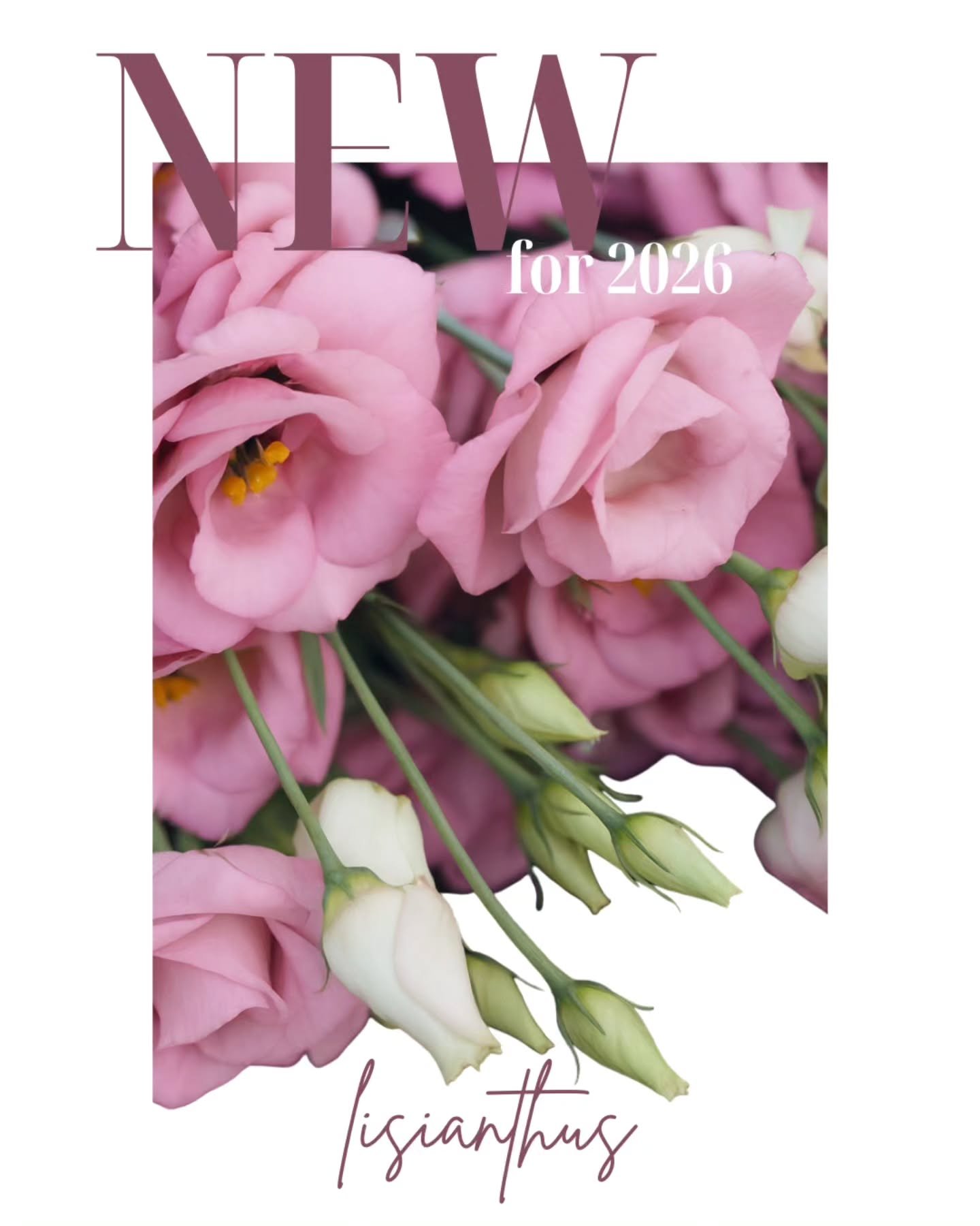 ✨ NEW TO THE FARM &mdash; coming 2026 ✨

We&rsquo;re thrilled to welcome Lisianthus to Lockhart Lane Seed &amp; Flower Farm 🤍
Often called the elegant stunner of summer and fall, these blooms are nothing short of breathtaking.

With soft, rose-like 